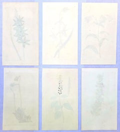 Ensemble de six gravures colorées à la main du magazine botanique de Curtis /// Botany