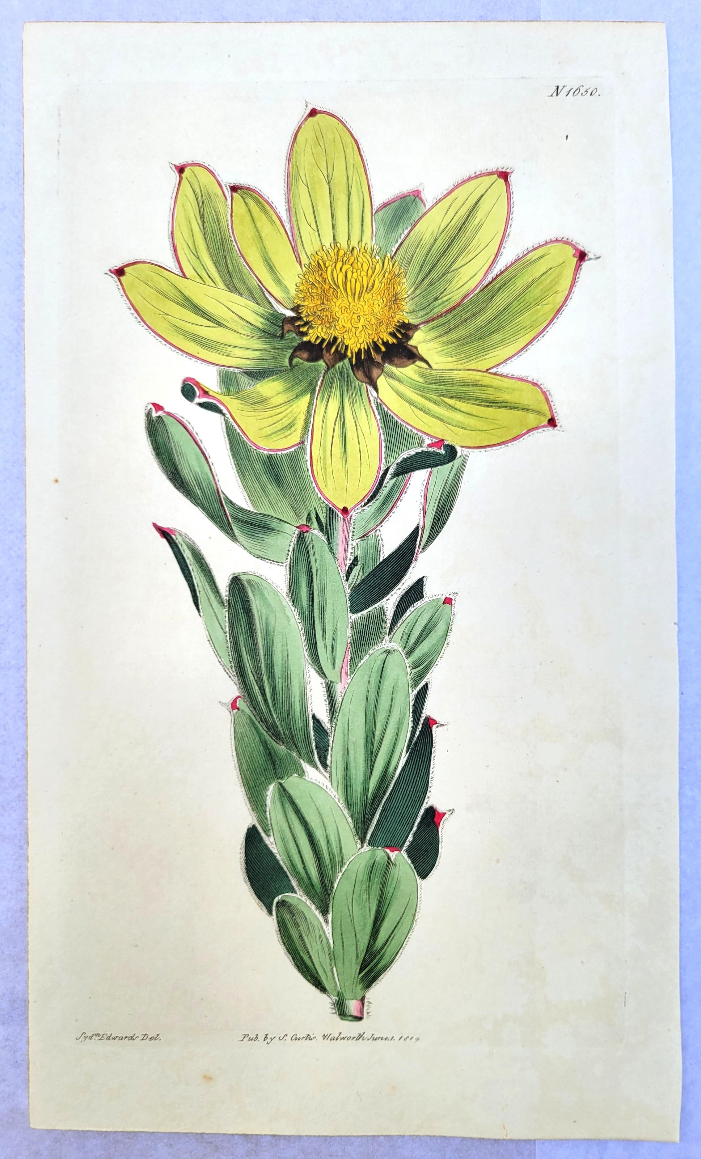 Set of Six Hand-Colored Engravings from Curtis's Botanical Magazine /// Botany - Print by William Curtis
