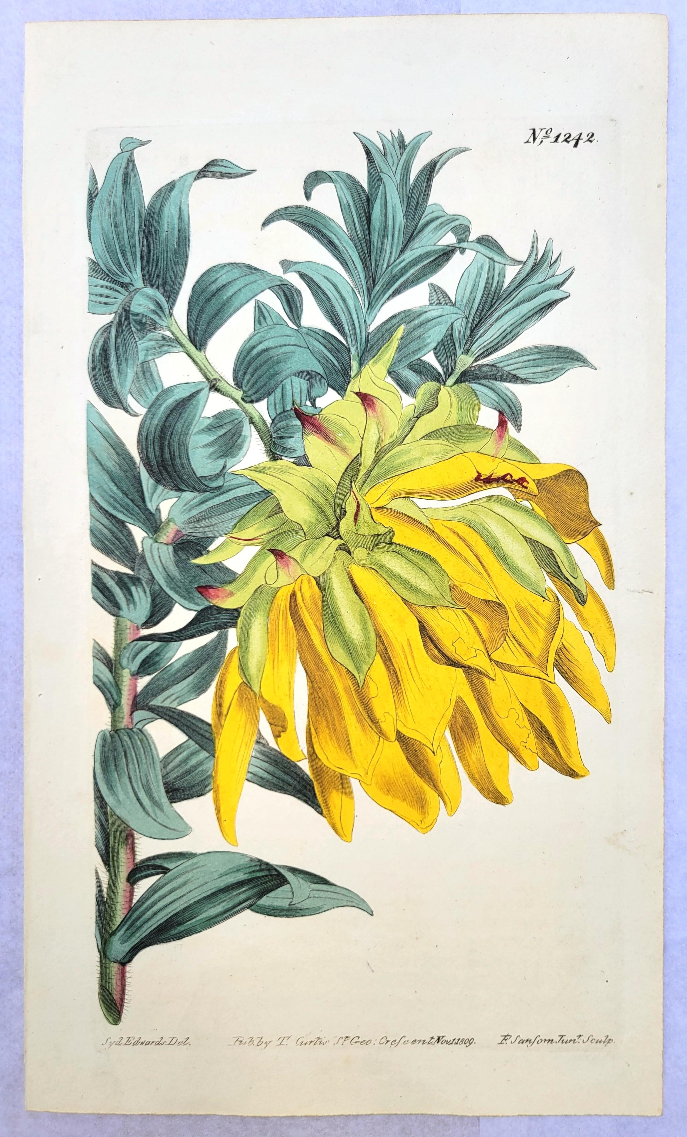 Ensemble de six gravures colorées à la main du magazine botanique de Curtis /// Botany - Print de William Curtis