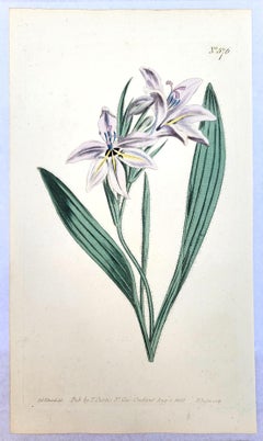 Ensemble de six gravures colorées à la main du magazine botanique de Curtis /// Botany