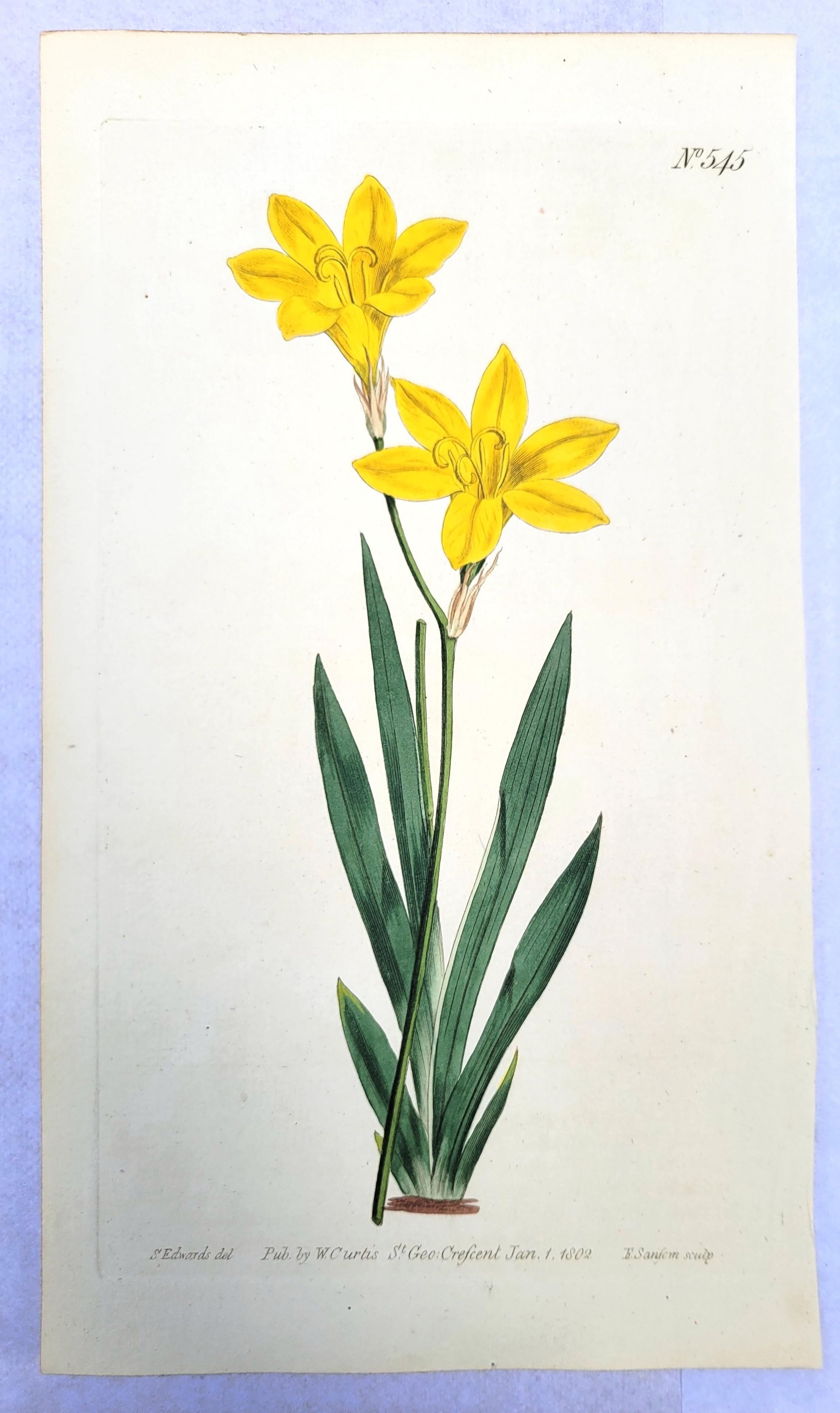 Set of Six Hand-Colored Engravings from Curtis's Botanical Magazine /// Botany - Victorian Print by William Curtis