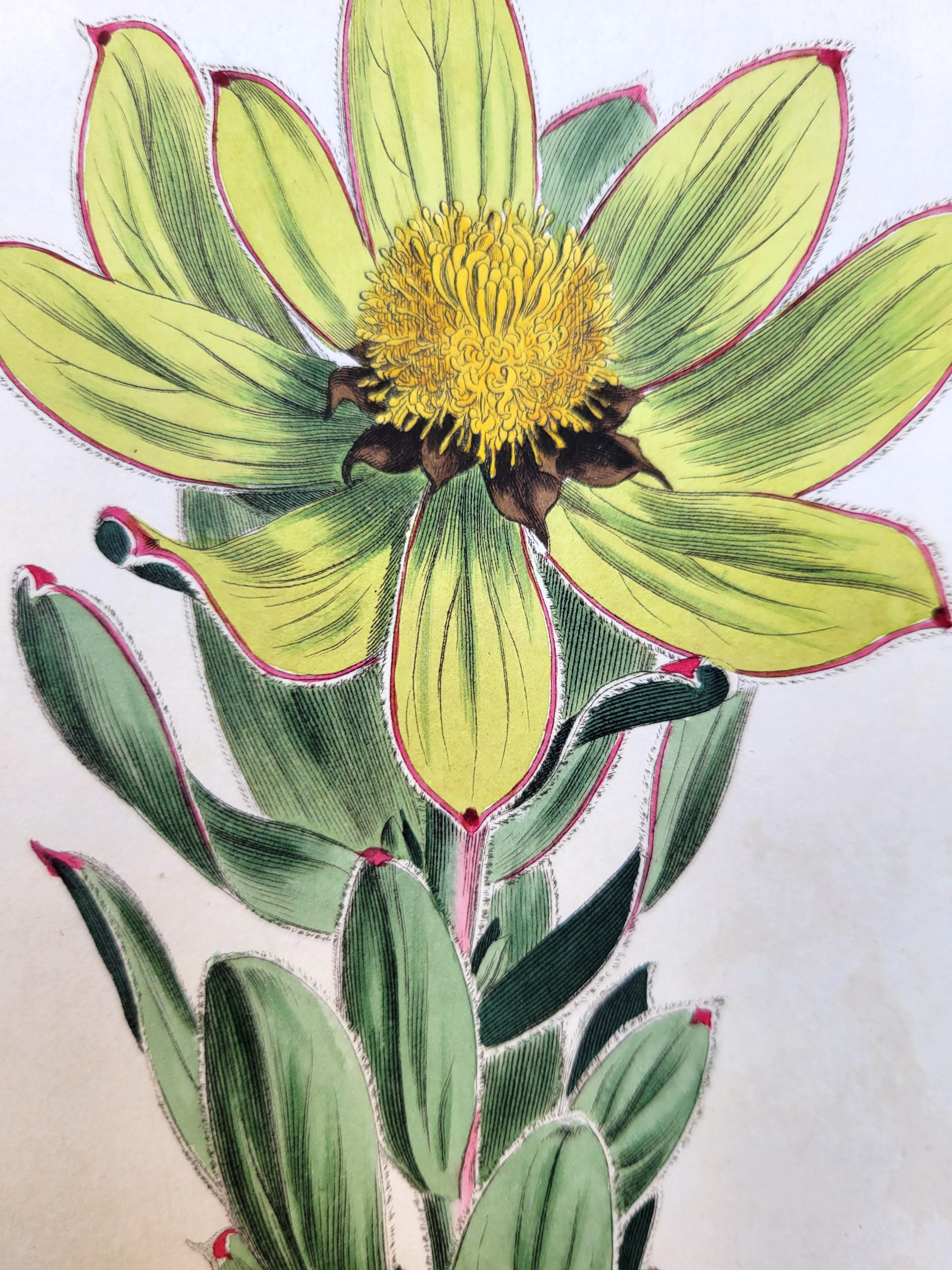 Set of Six Hand-Colored Engravings from Curtis's Botanical Magazine /// Botany - Victorian Print by William Curtis