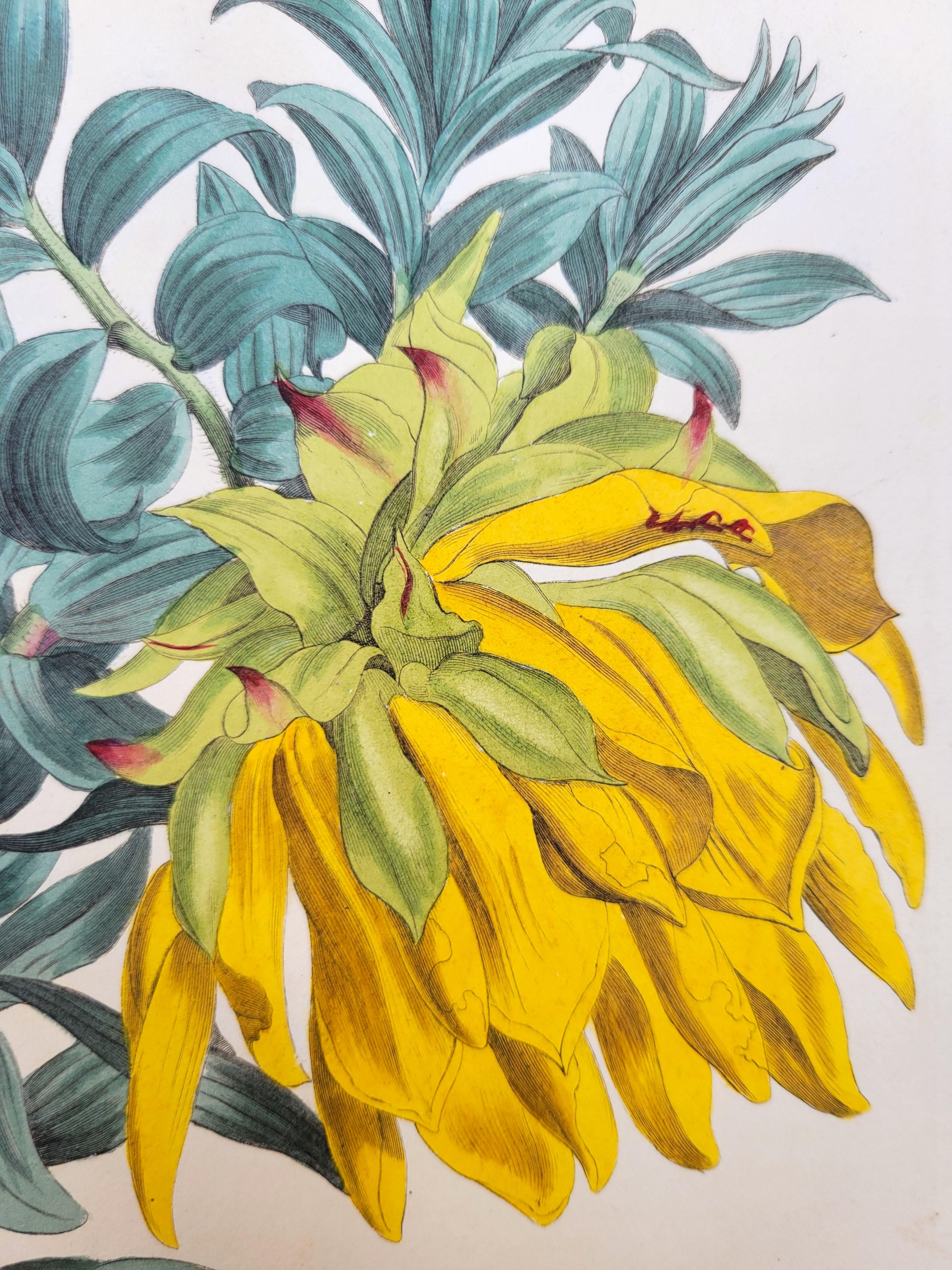 Ensemble de six gravures colorées à la main du magazine botanique de Curtis /// Botany - Victorien Print par William Curtis