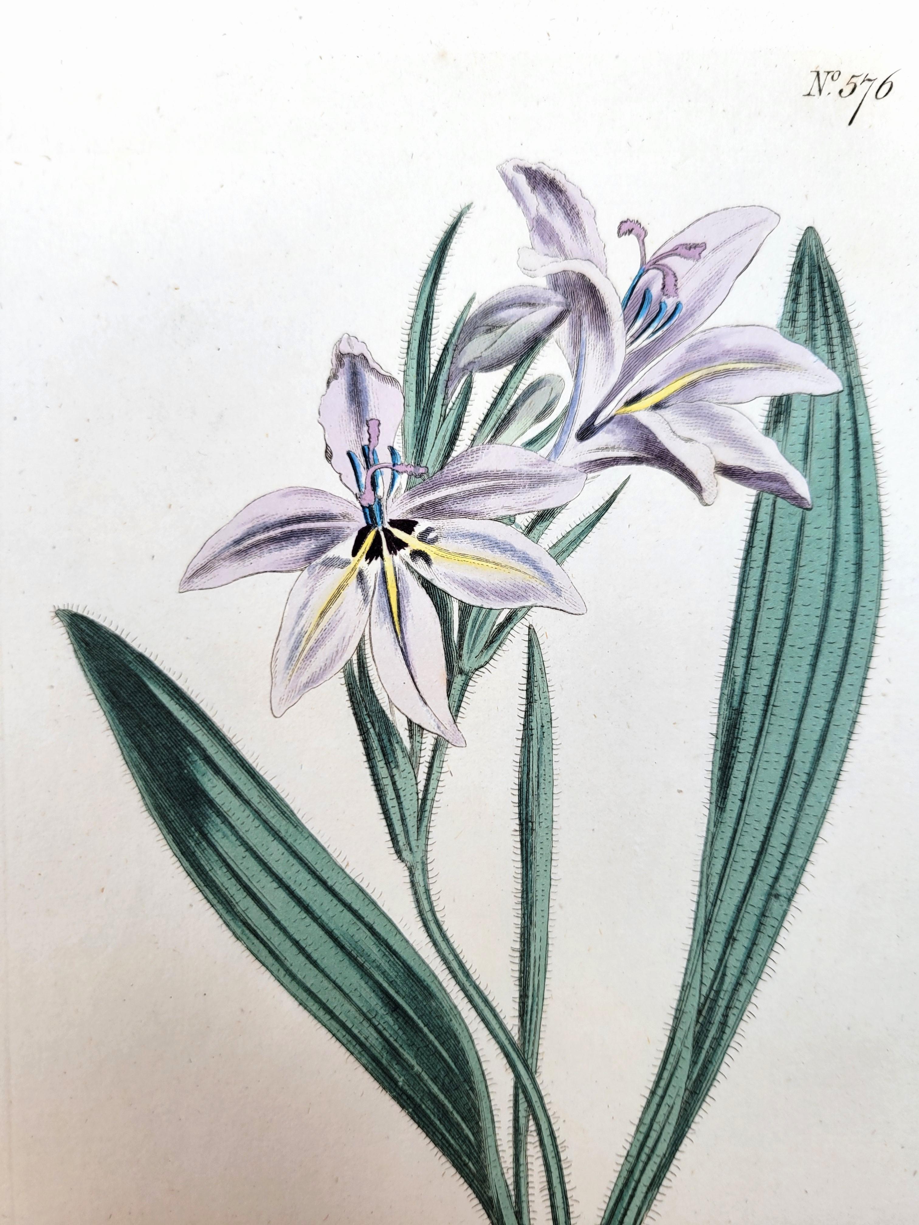 Set von sechs handkolorierten Gravuren aus Curtis' botanis Magazine /// Botany (Viktorianisch), Print, von William Curtis