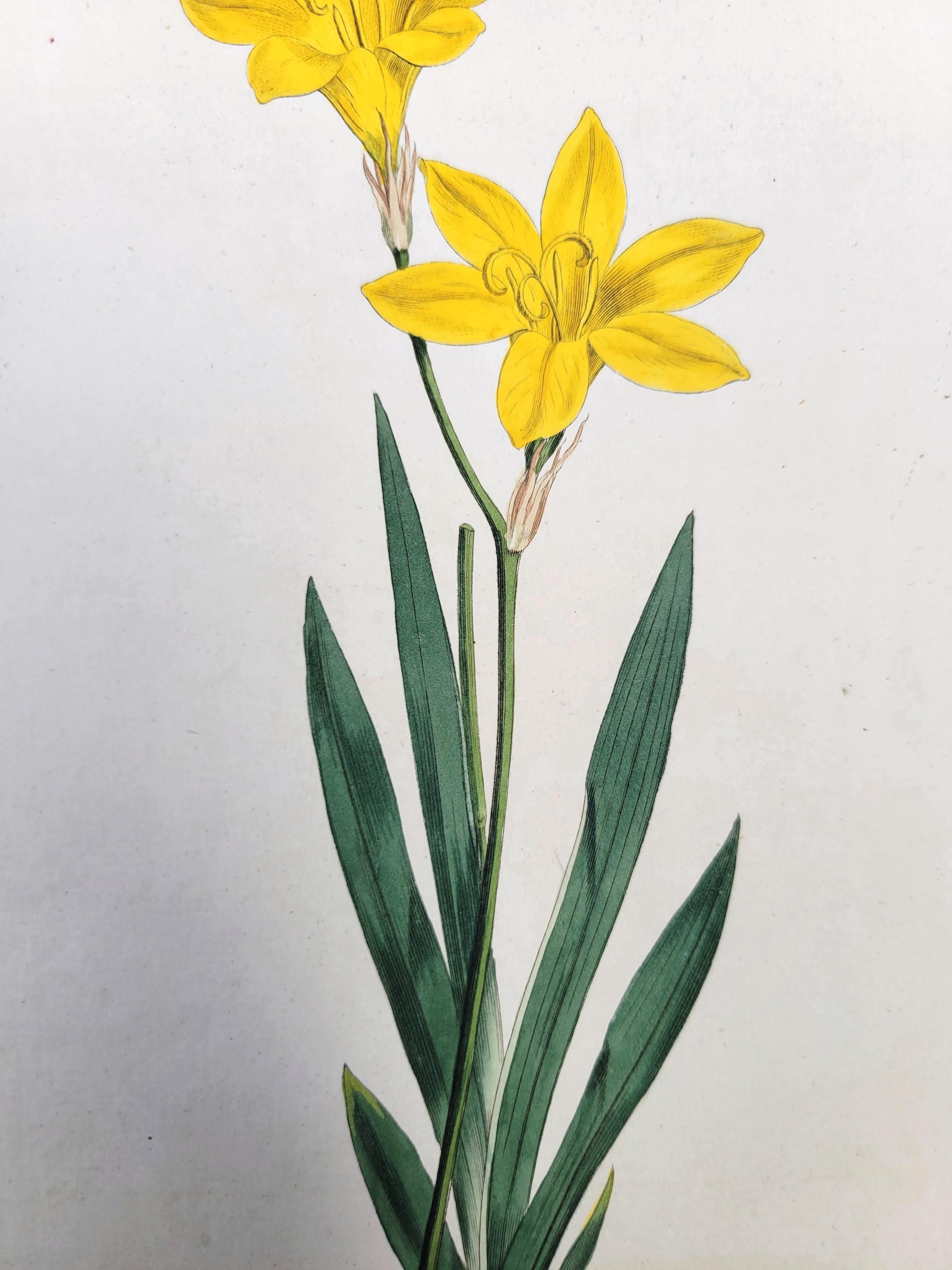 Set of Six Hand-Colored Engravings from Curtis's Botanical Magazine /// Botany - Gray Still-Life Print by William Curtis