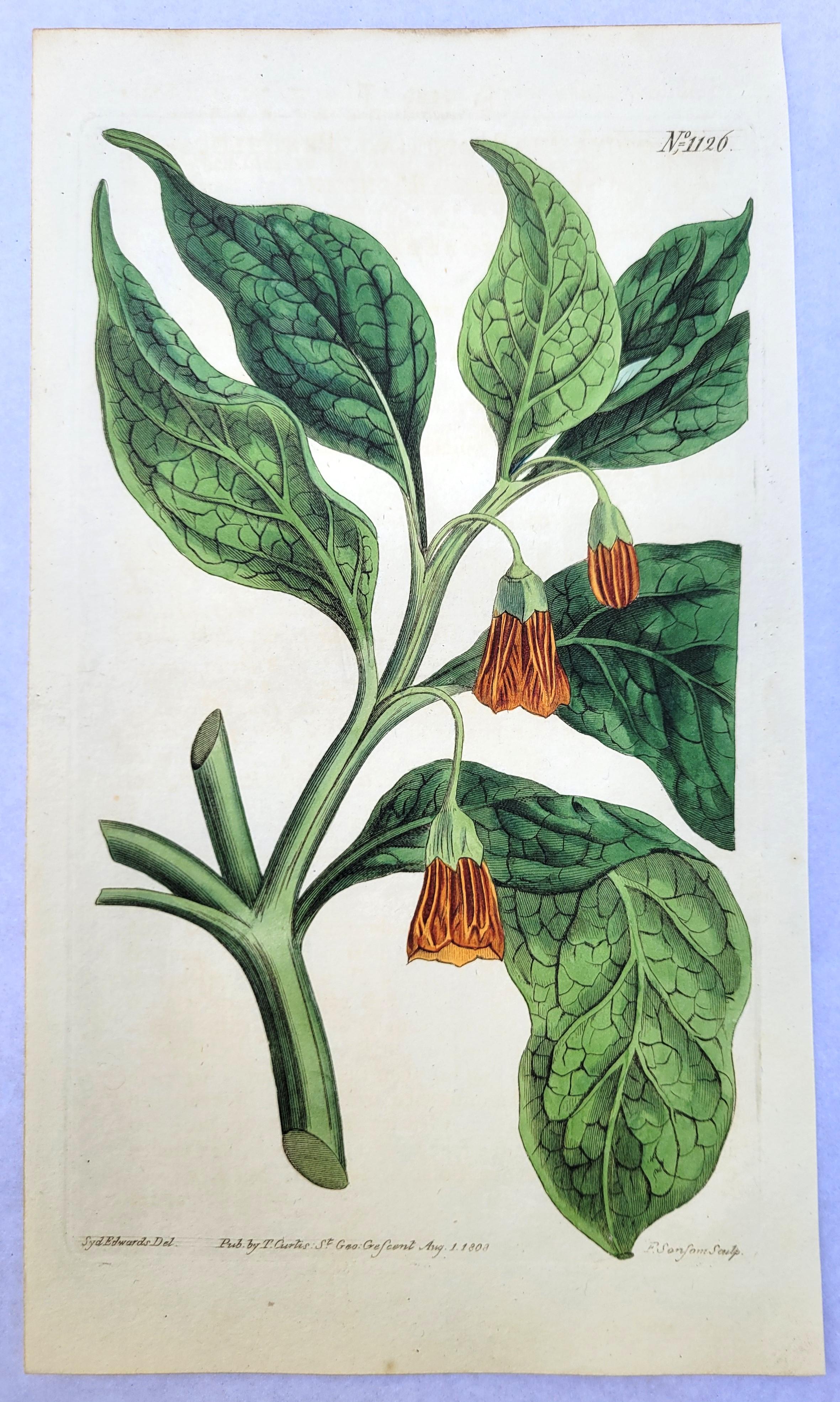 Set of Six Hand-Colored Engravings from Curtis's Botanical Magazine /// Botany - Gray Still-Life Print by William Curtis