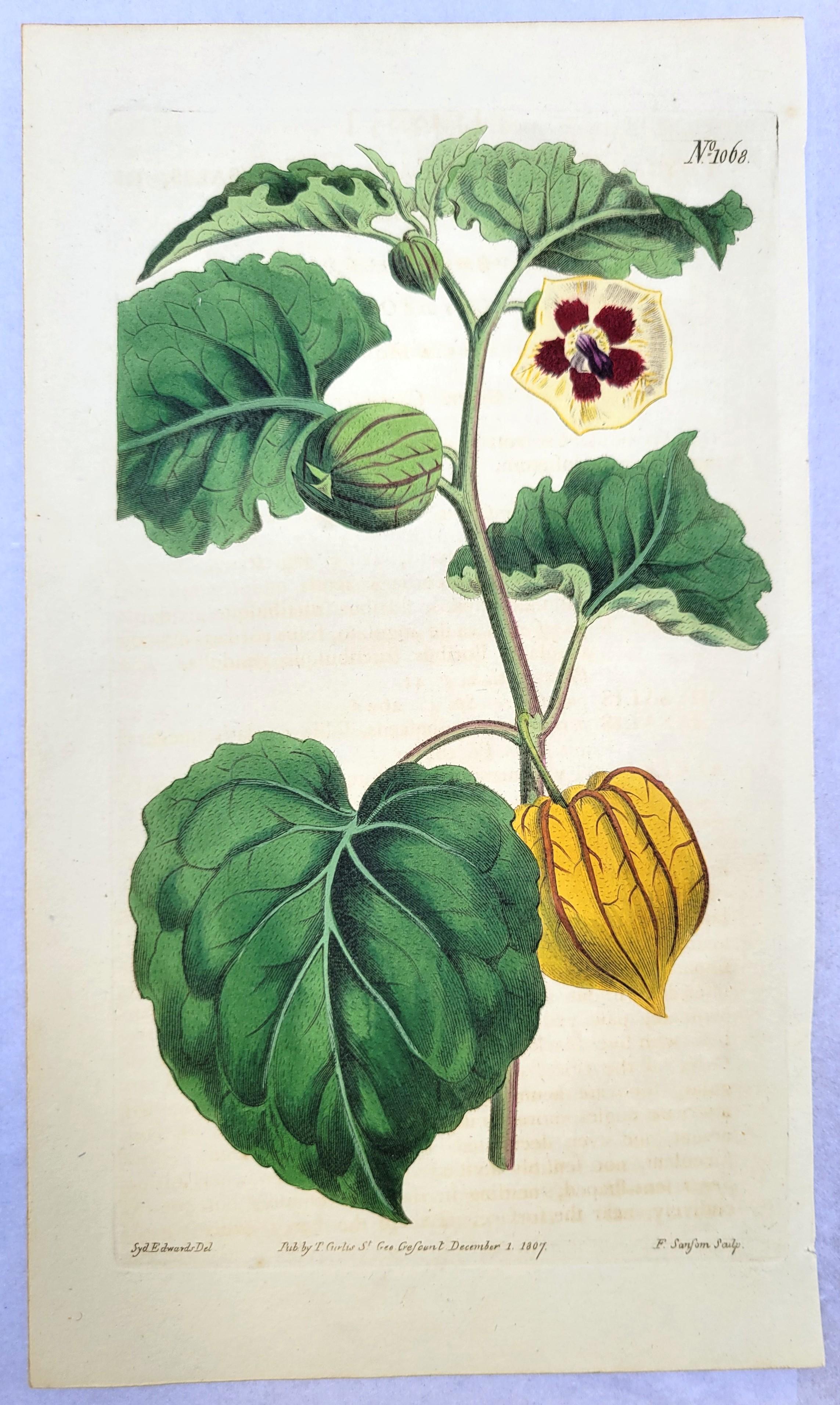 Ensemble de six gravures colorées à la main du magazine botanique de Curtis /// Botany - Gris Still-Life Print par William Curtis