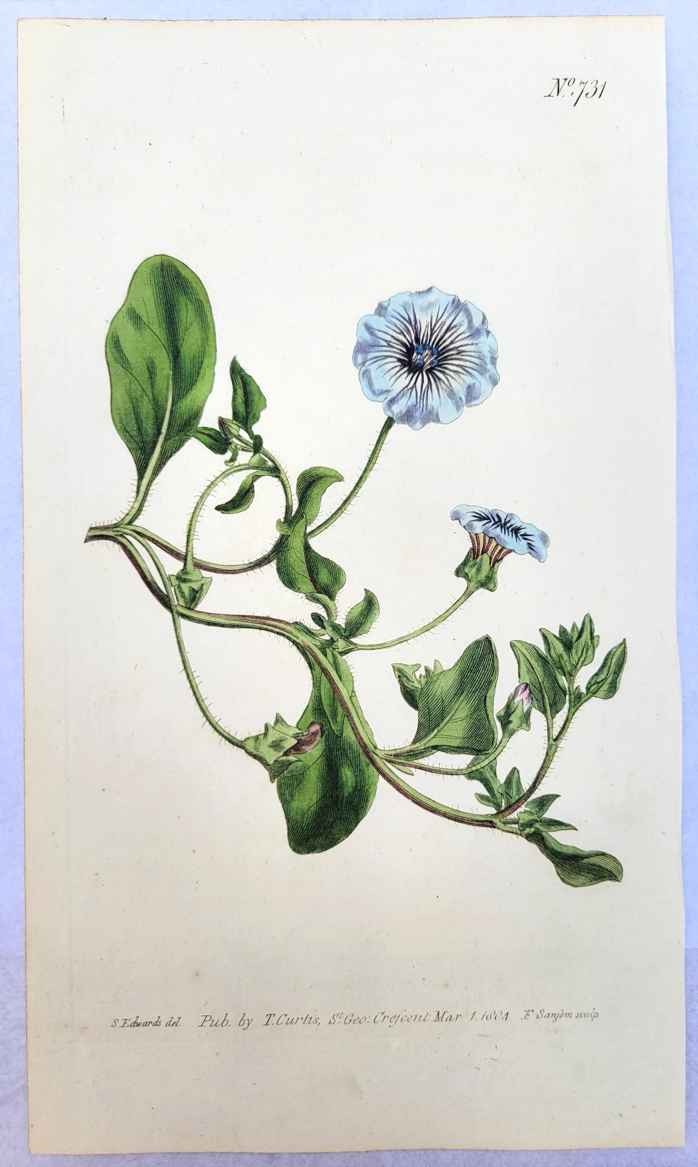 Set von sechs handkolorierten Gravuren aus Curtis' botanis Magazine /// Botany (Grau), Still-Life Print, von William Curtis