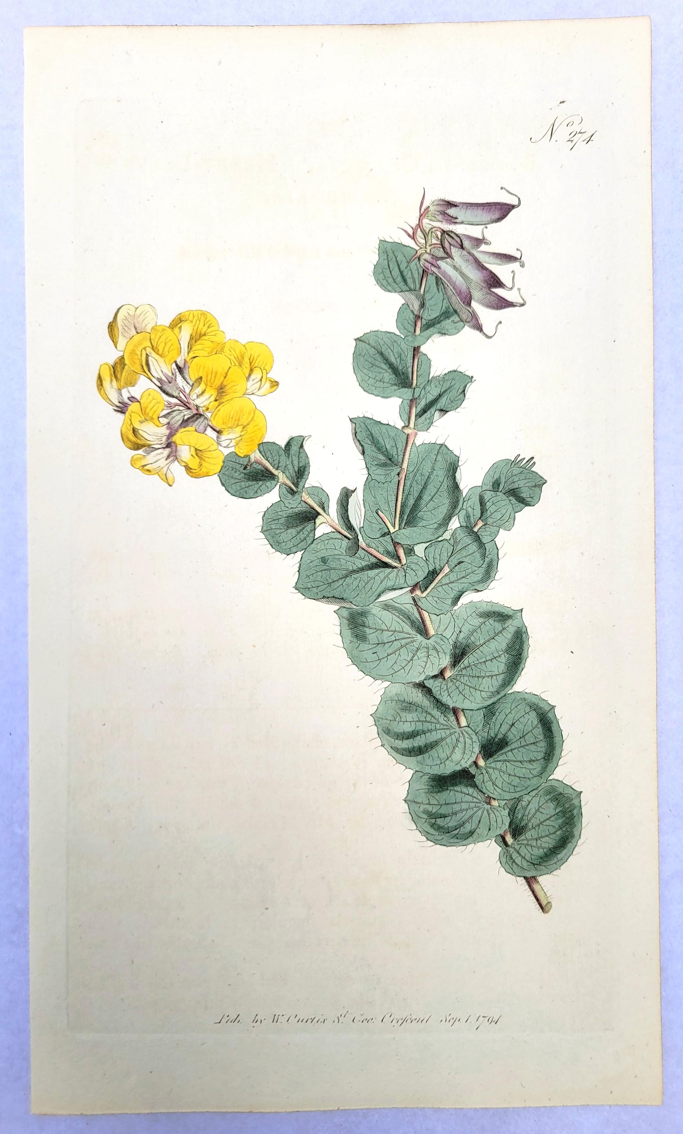 Artist: William Curtis (English, 1746-1799)
Title: Set of Six Hand-Colored Engravings
Portfolio: The Botanical Magazine; or, Flower-Garden Displayed
Year: 1794-1812 (First-second series)
Medium: Set of Six Original Hand-Colored Engravings on