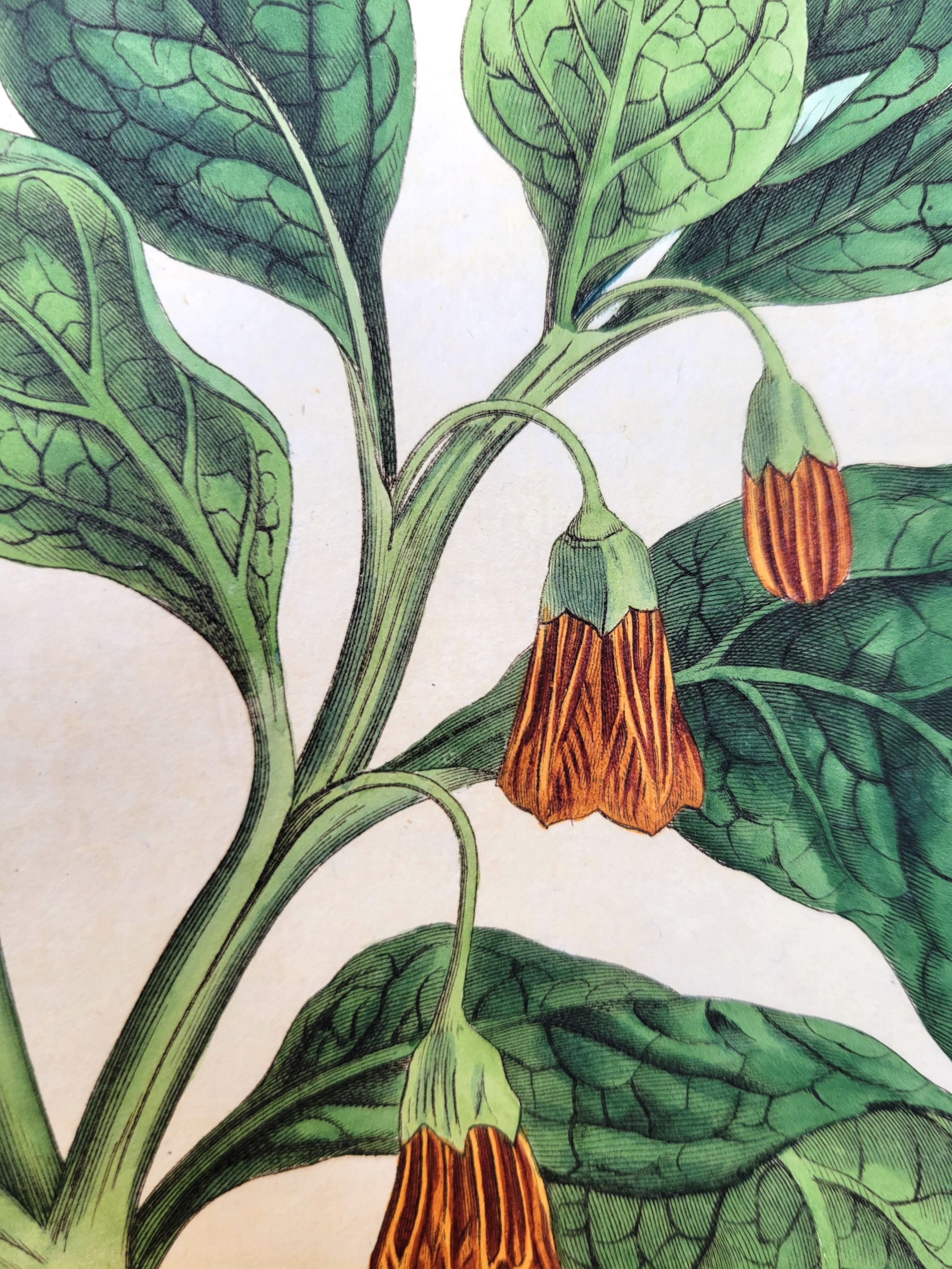 Artist: William Curtis (English, 1746-1799)
Title: Set of Six Hand-Colored Engravings
Portfolio: The Botanical Magazine; or, Flower-Garden Displayed
Year: 1803-1819 (Second series)
Medium: Set of Six Original Hand-Colored Engravings on watermarked