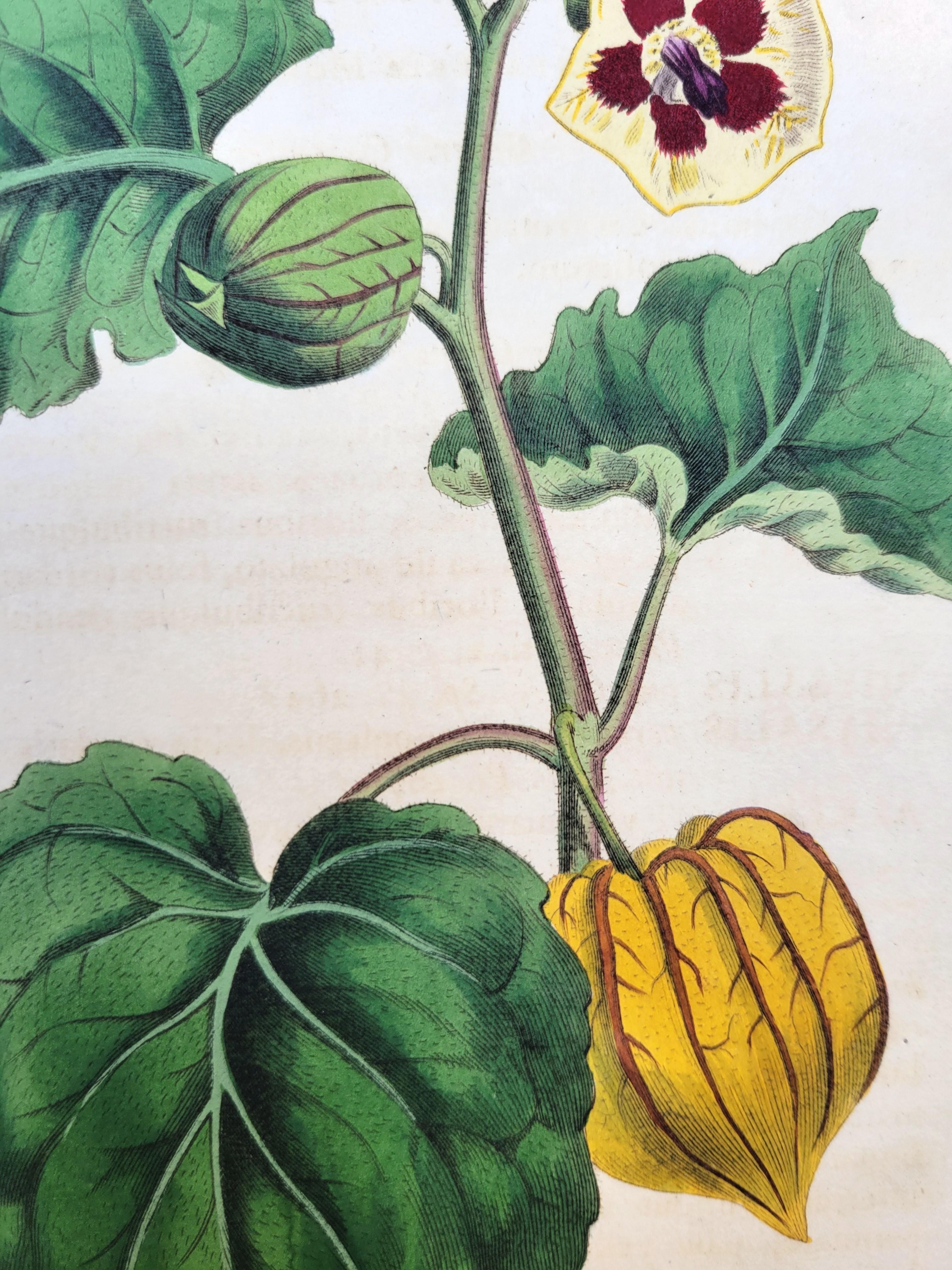 Artistics : William Curtis (anglais, 1746-1799)
Titre : Ensemble de six gravures coloriées à la main
Portfolio : Le magazine botanique ; ou le jardin de fleurs exposé
Année : 1801-1809 (Deuxième série)
Support : Ensemble de six gravures originales
