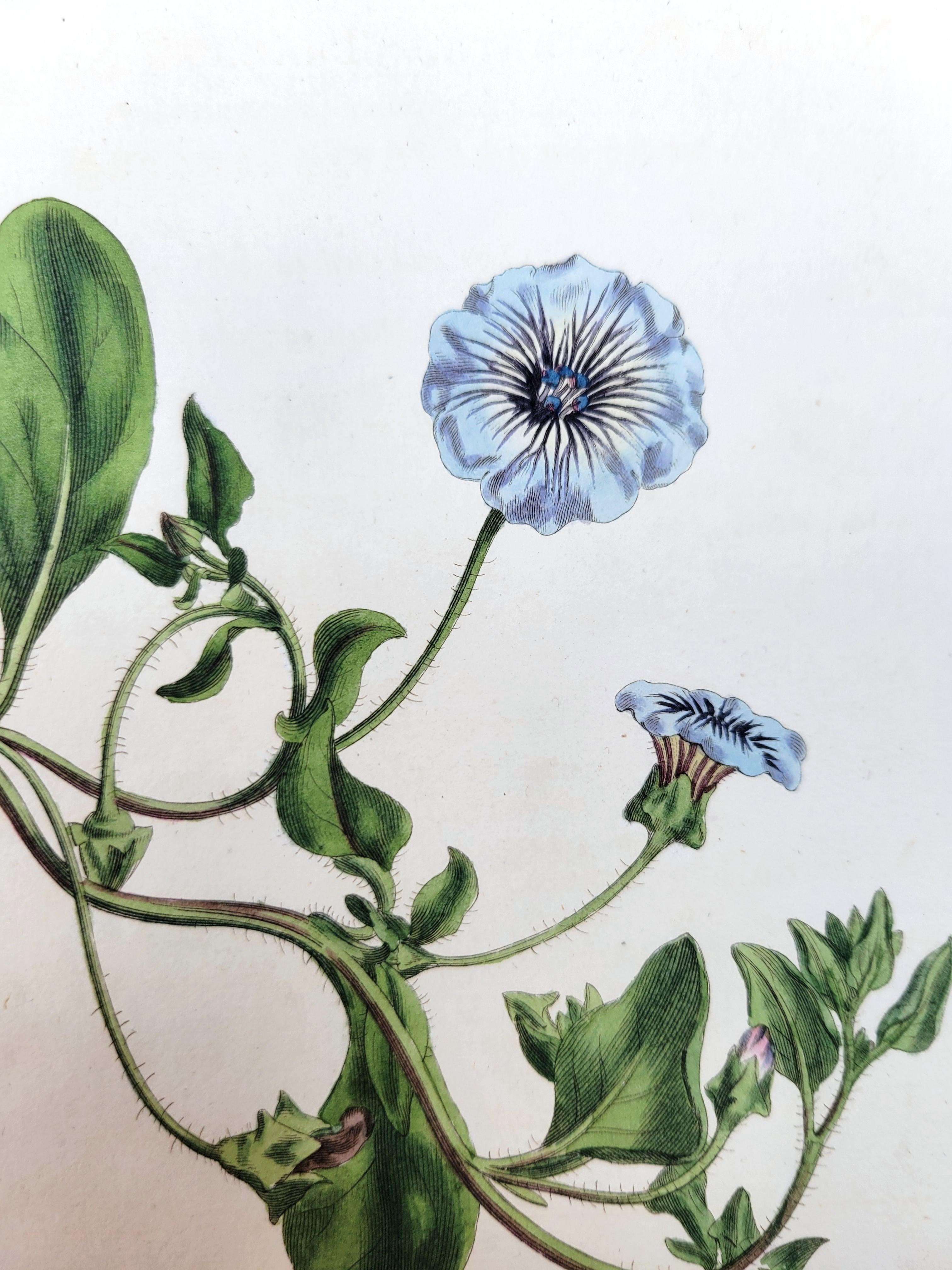 Künstler: William Curtis (Englisch, 1746-1799)
Titel: Satz von sechs handkolorierten Stichen
Mappe: Das Botanische Magazin; oder, Blumen-Garten Angezeigt
Jahr: 1800-1810 (Erste-zweite Reihe)
Medium: Satz von sechs handkolorierten Originalstichen auf