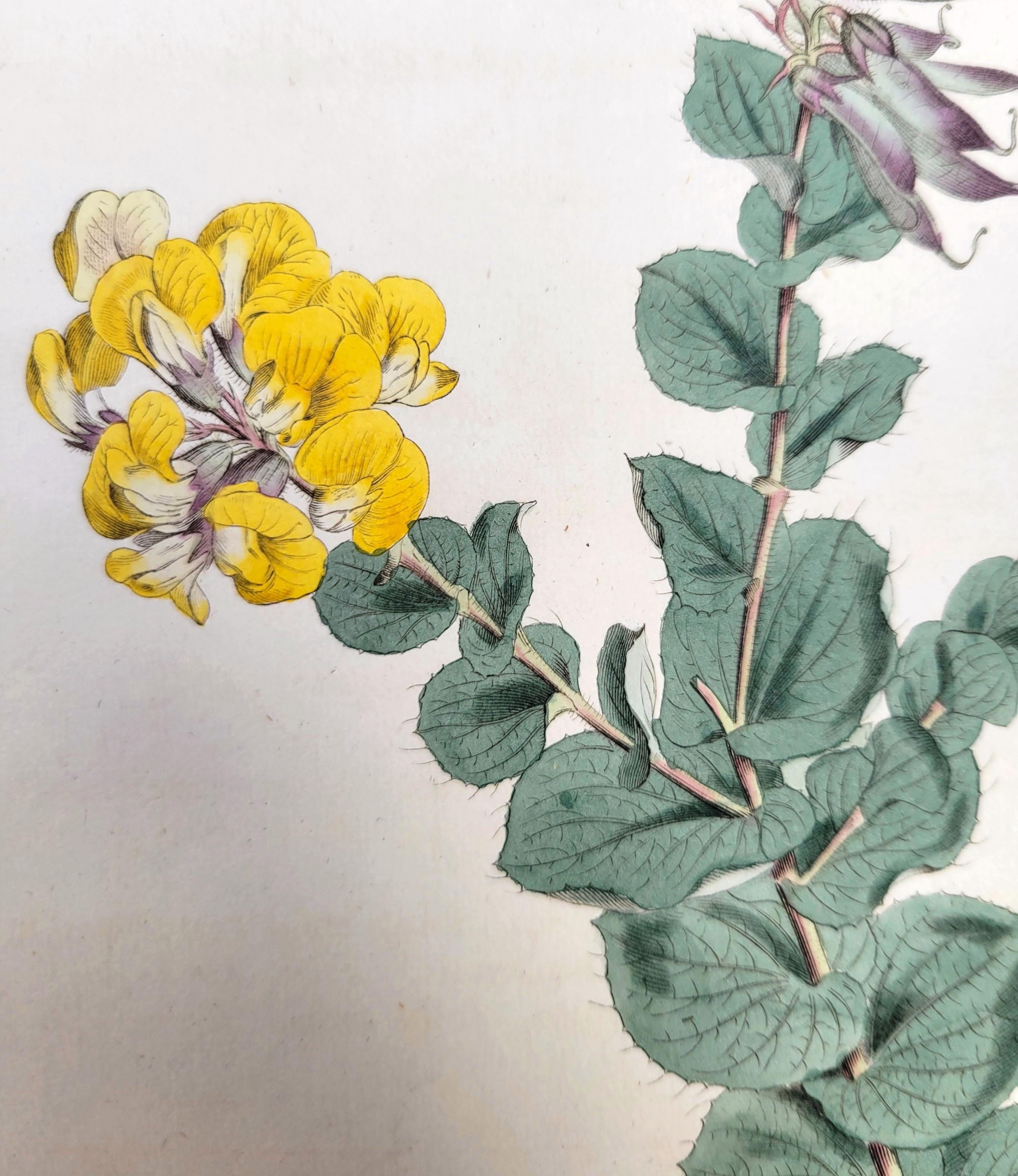 Set of Six Hand-Colored Engravings from Curtis's Botanical Magazine /// Botany For Sale 1