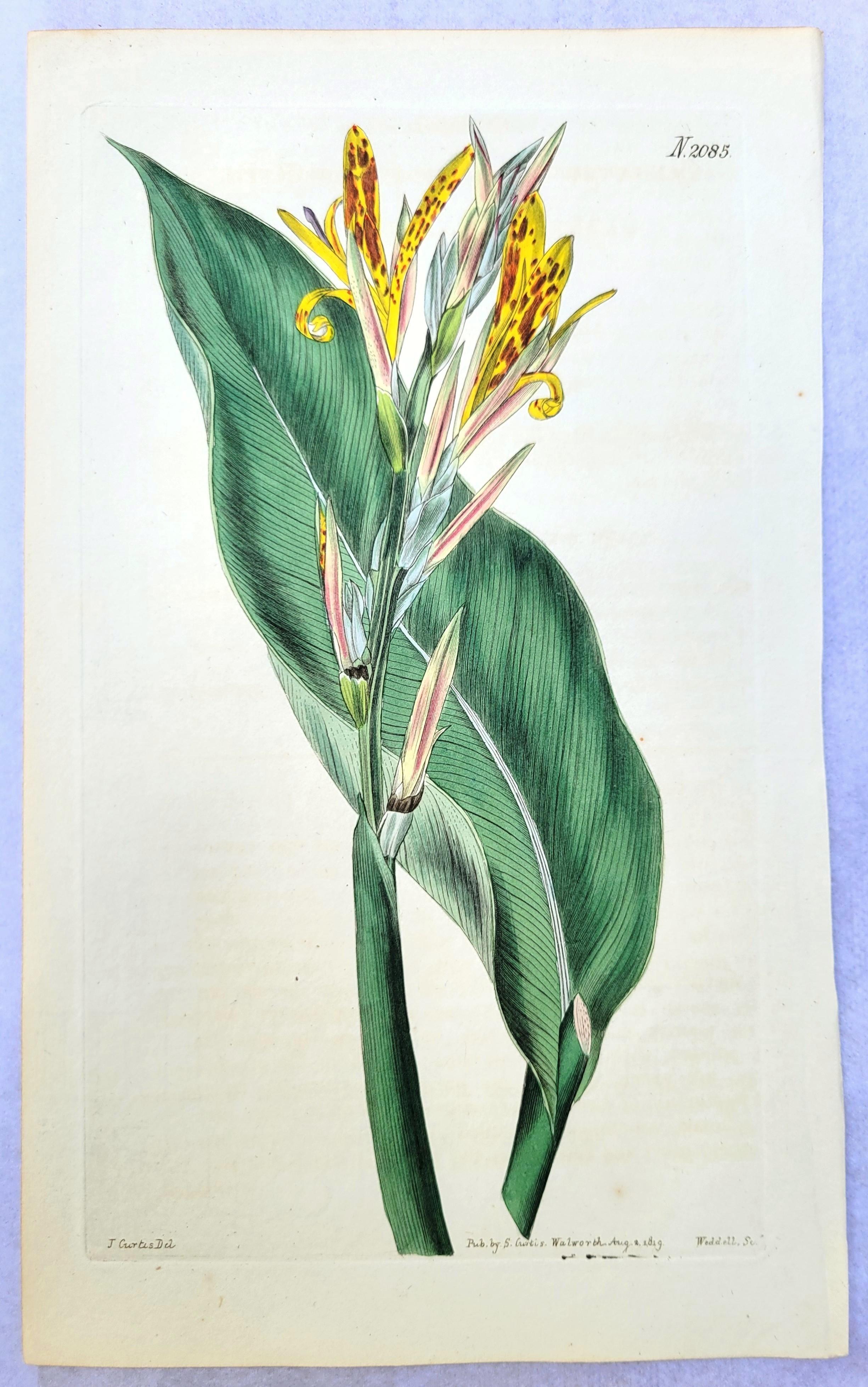 Set of Six Hand-Colored Engravings from Curtis's Botanical Magazine /// Botany For Sale 1