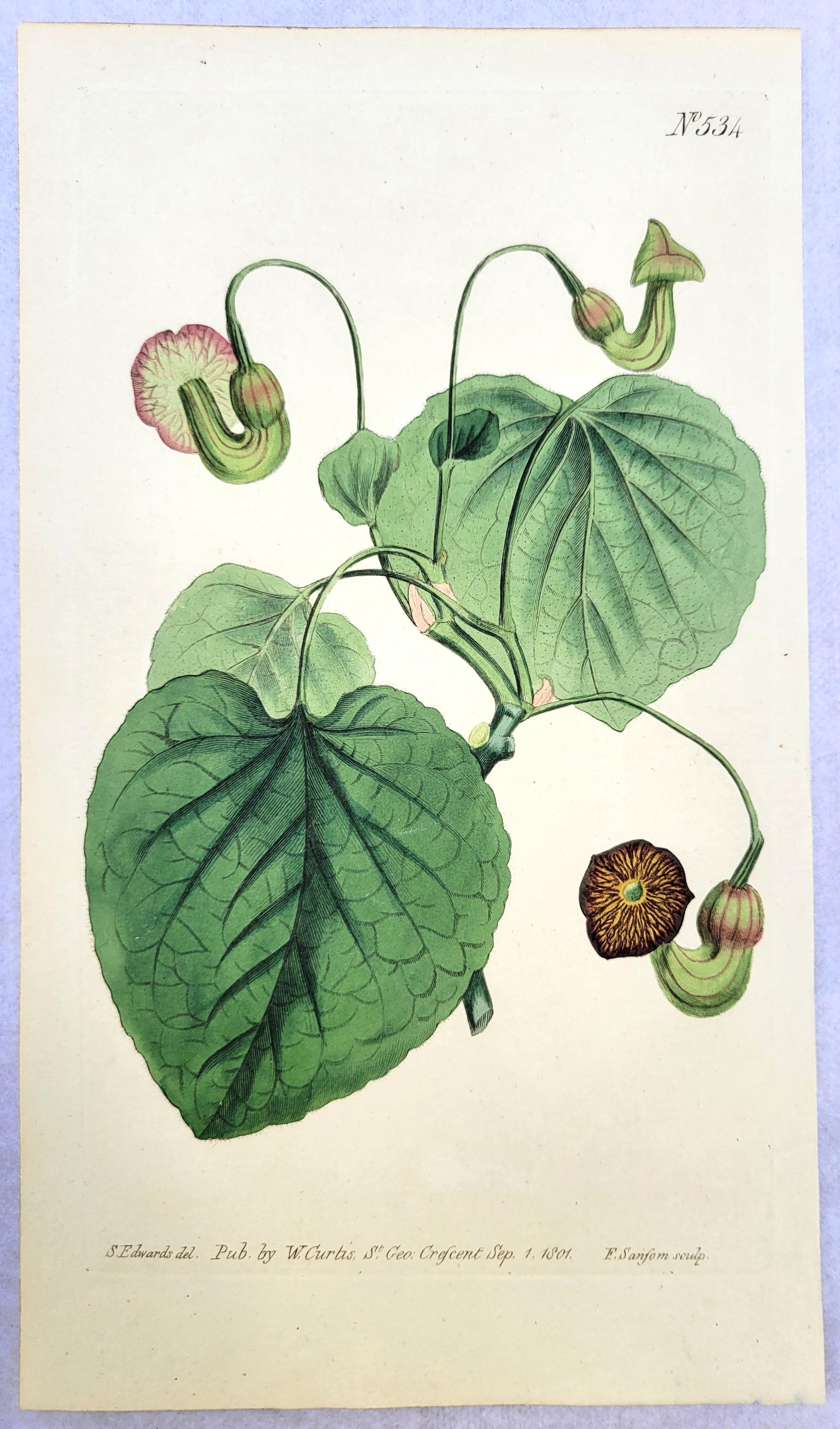 Ensemble de six gravures colorées à la main du magazine botanique de Curtis /// Botany en vente 1