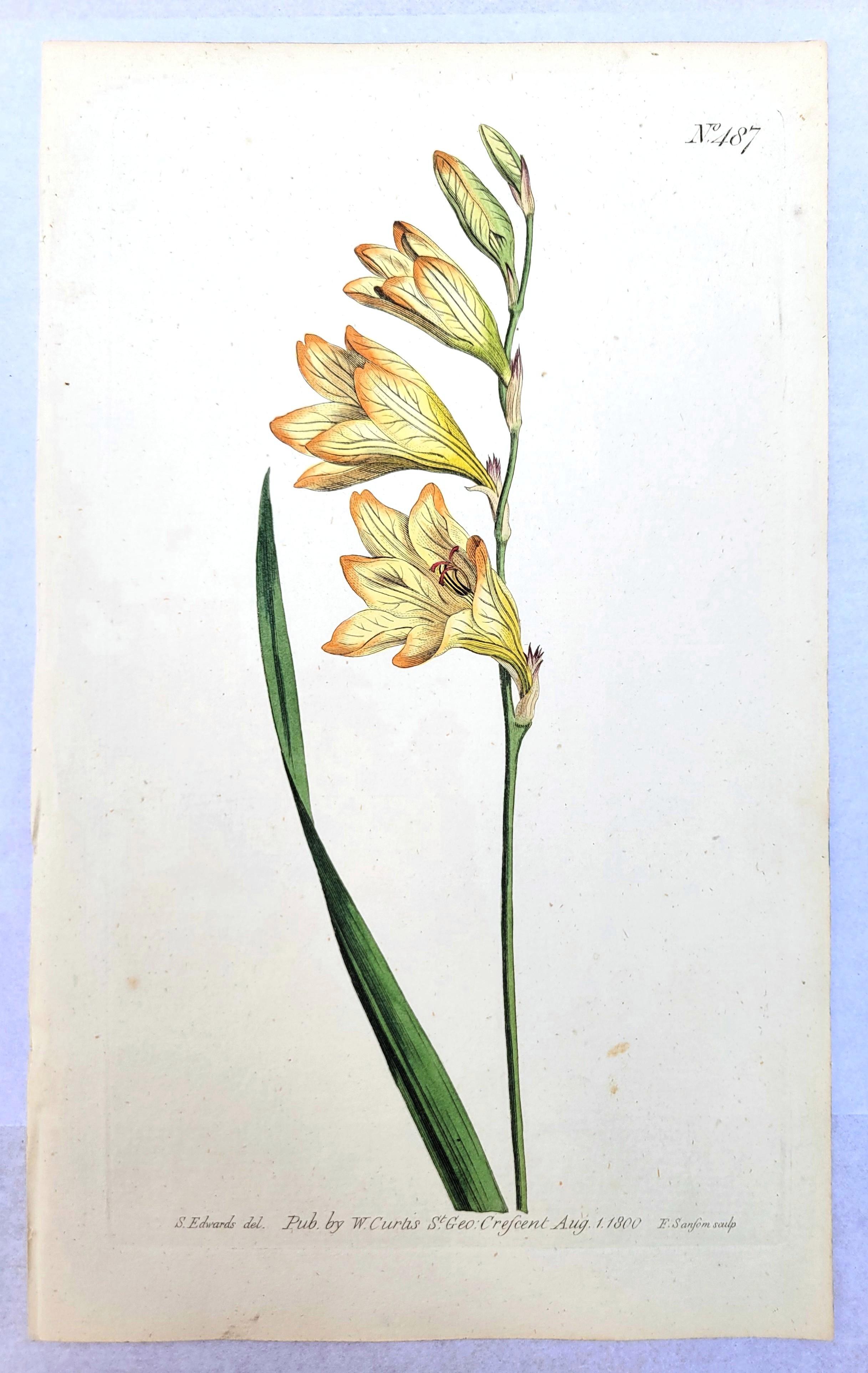 Set von sechs handkolorierten Gravuren aus Curtis' botanis Magazine /// Botany im Angebot 1