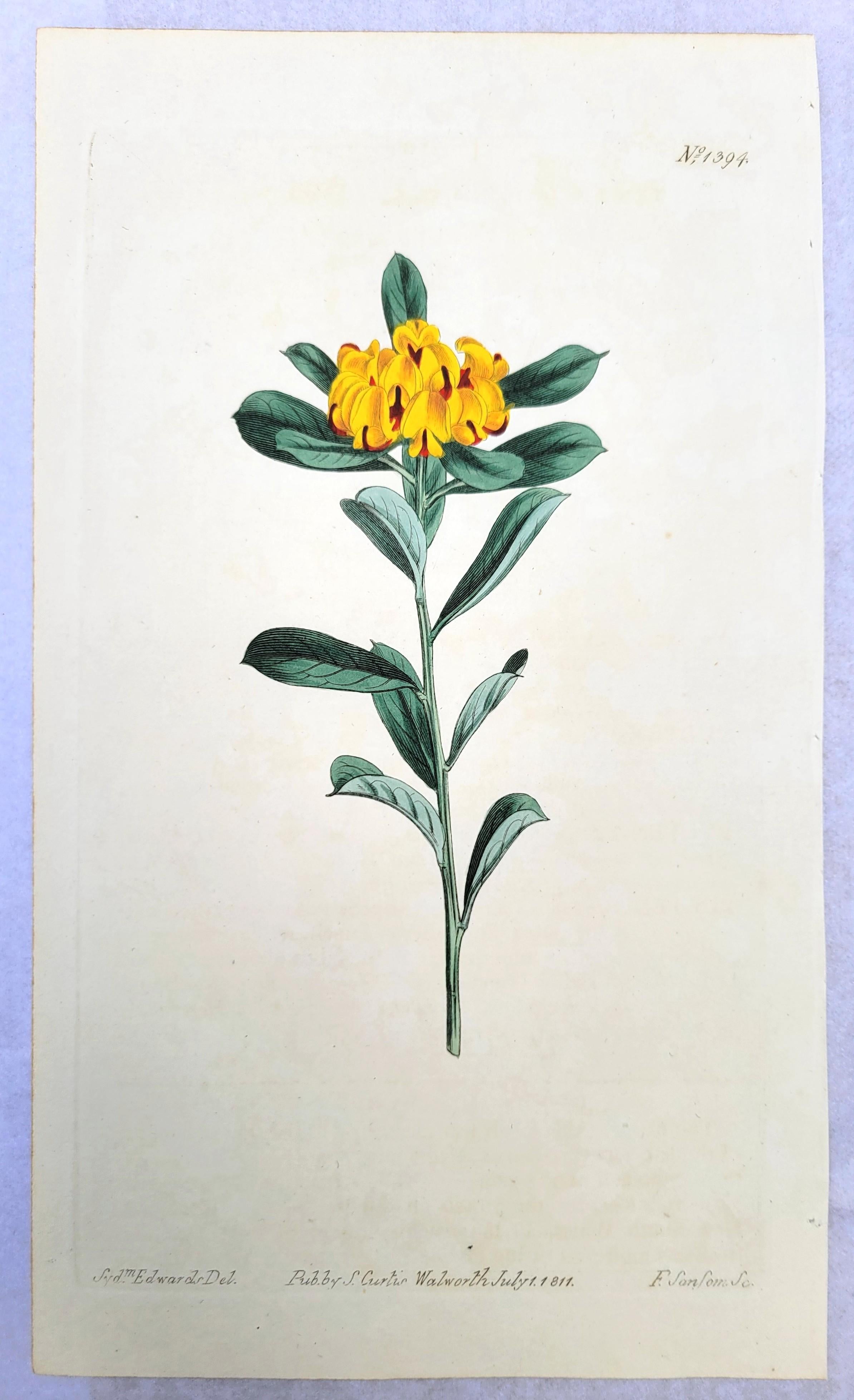 Set of Six Hand-Colored Engravings from Curtis's Botanical Magazine /// Botany For Sale 2
