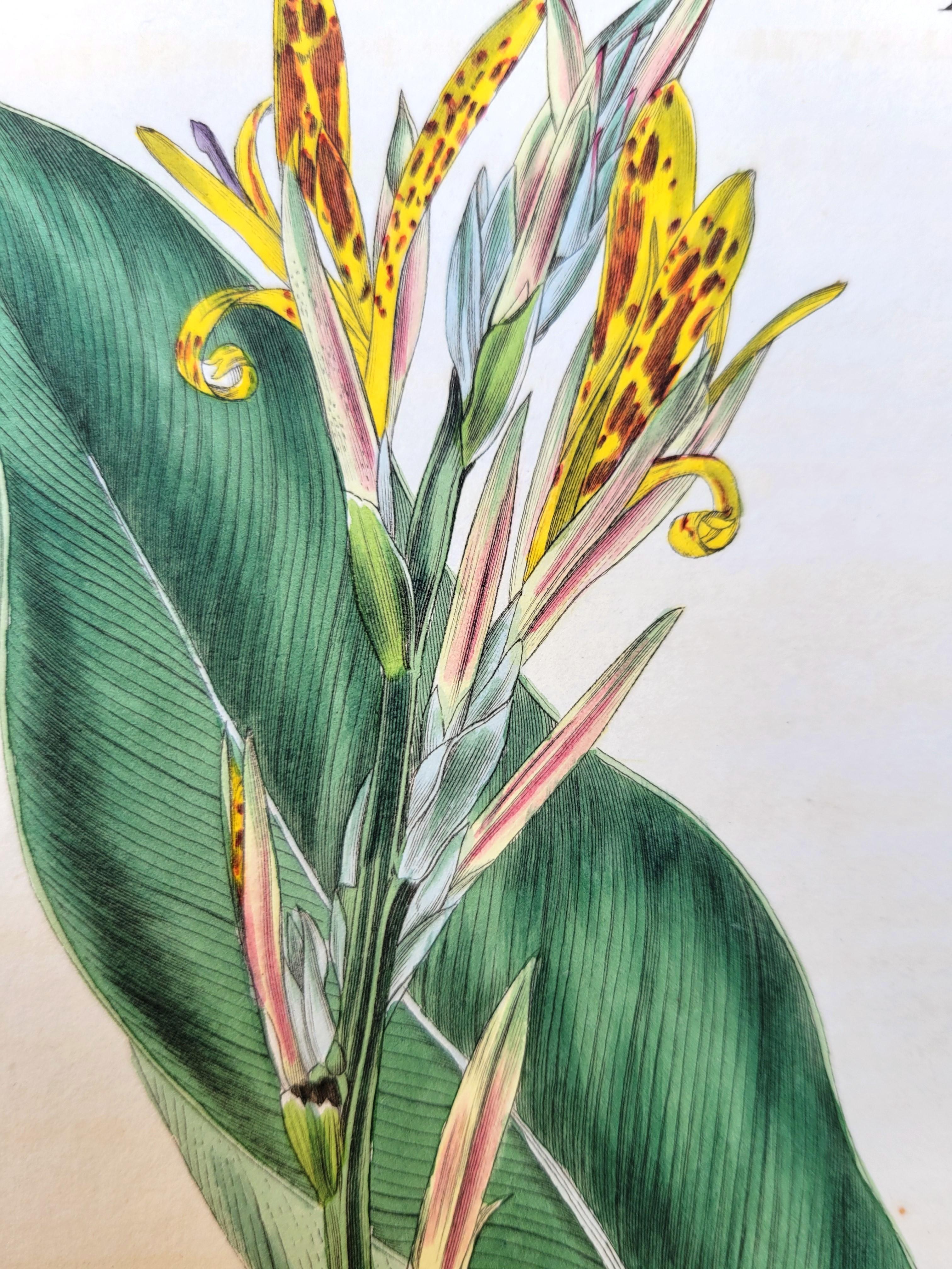 Set of Six Hand-Colored Engravings from Curtis's Botanical Magazine /// Botany For Sale 2
