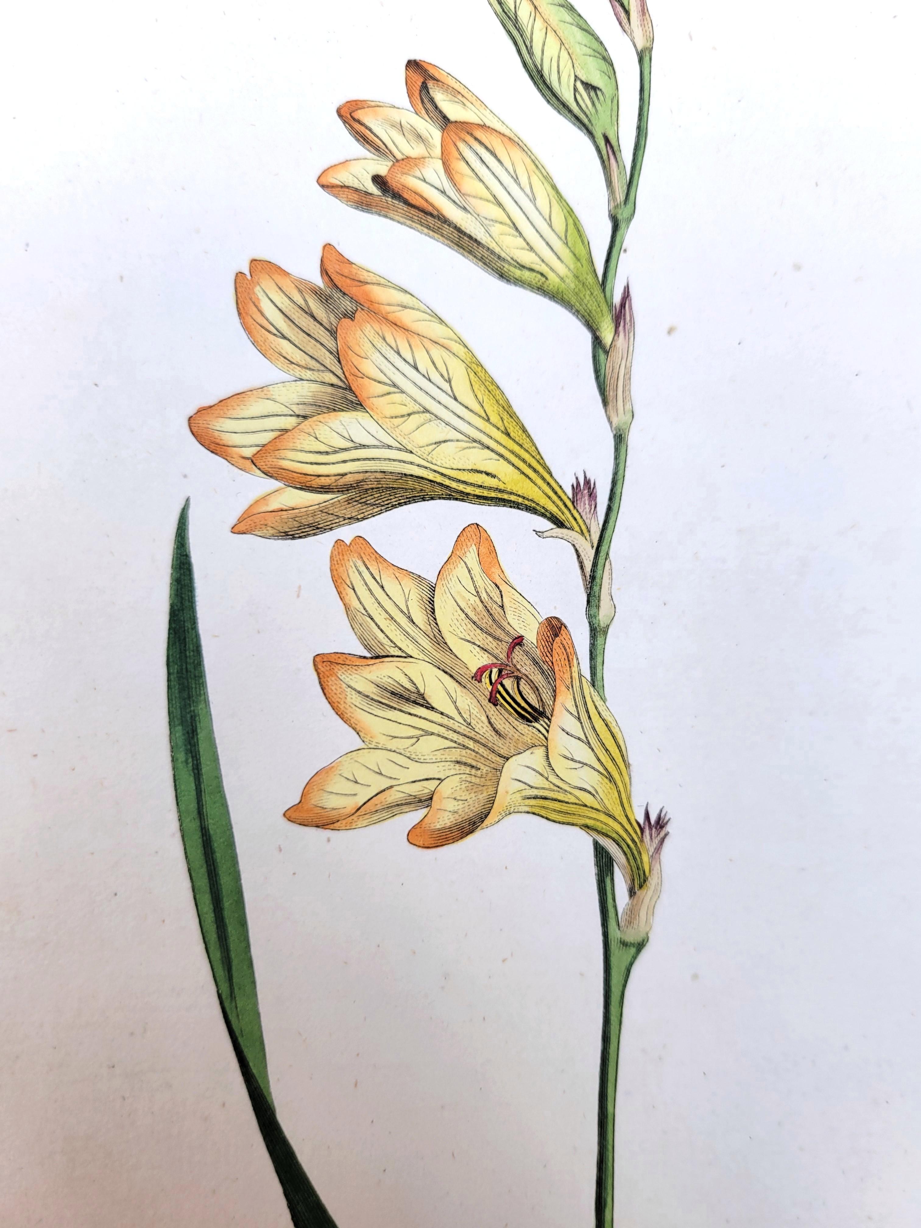 Set von sechs handkolorierten Gravuren aus Curtis' botanis Magazine /// Botany im Angebot 2