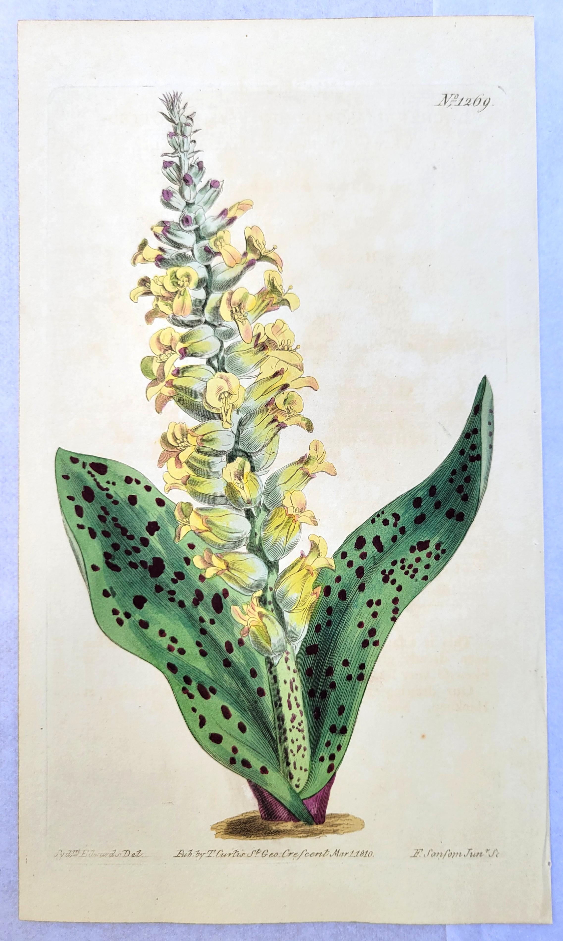Set of Six Hand-Colored Engravings from Curtis's Botanical Magazine /// Botany For Sale 3