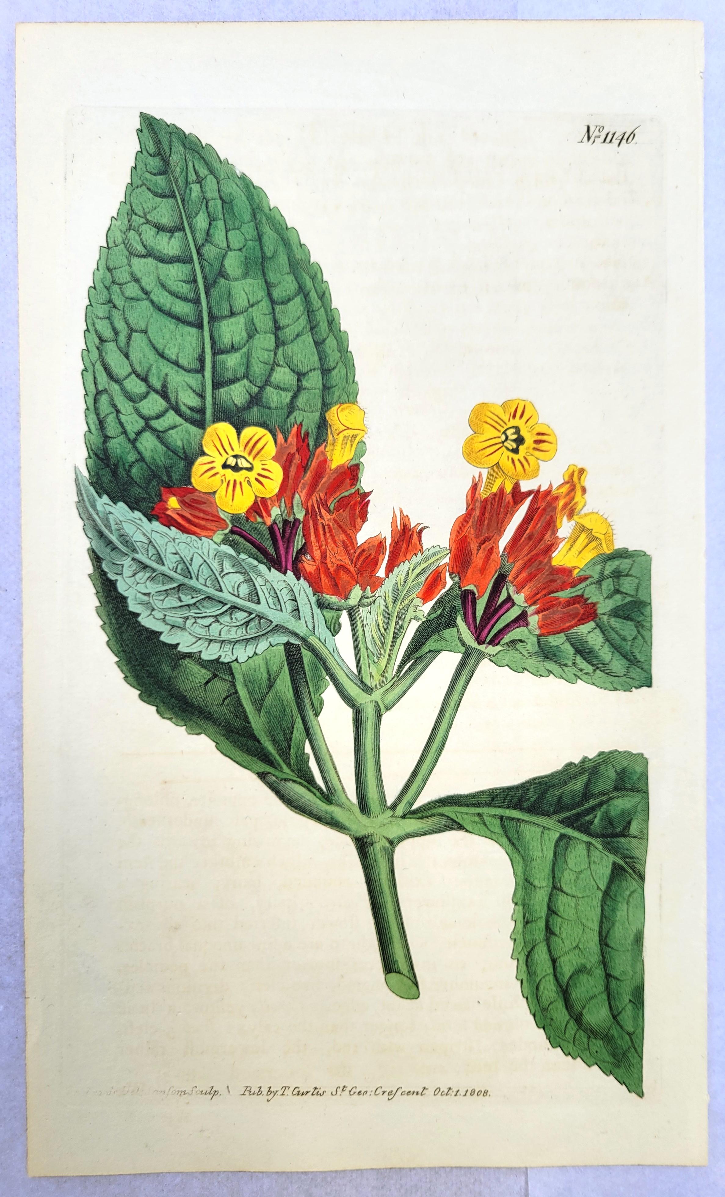 Ensemble de six gravures colorées à la main du magazine botanique de Curtis /// Botany en vente 3