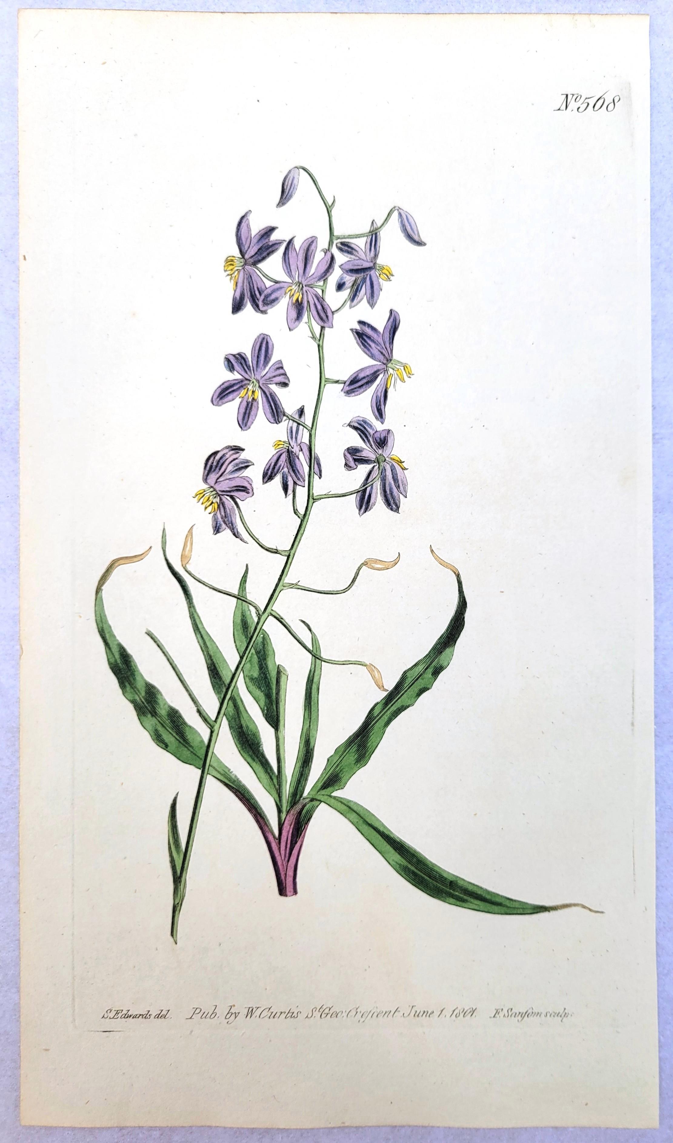 Set von sechs handkolorierten Gravuren aus Curtis' botanis Magazine /// Botany im Angebot 3