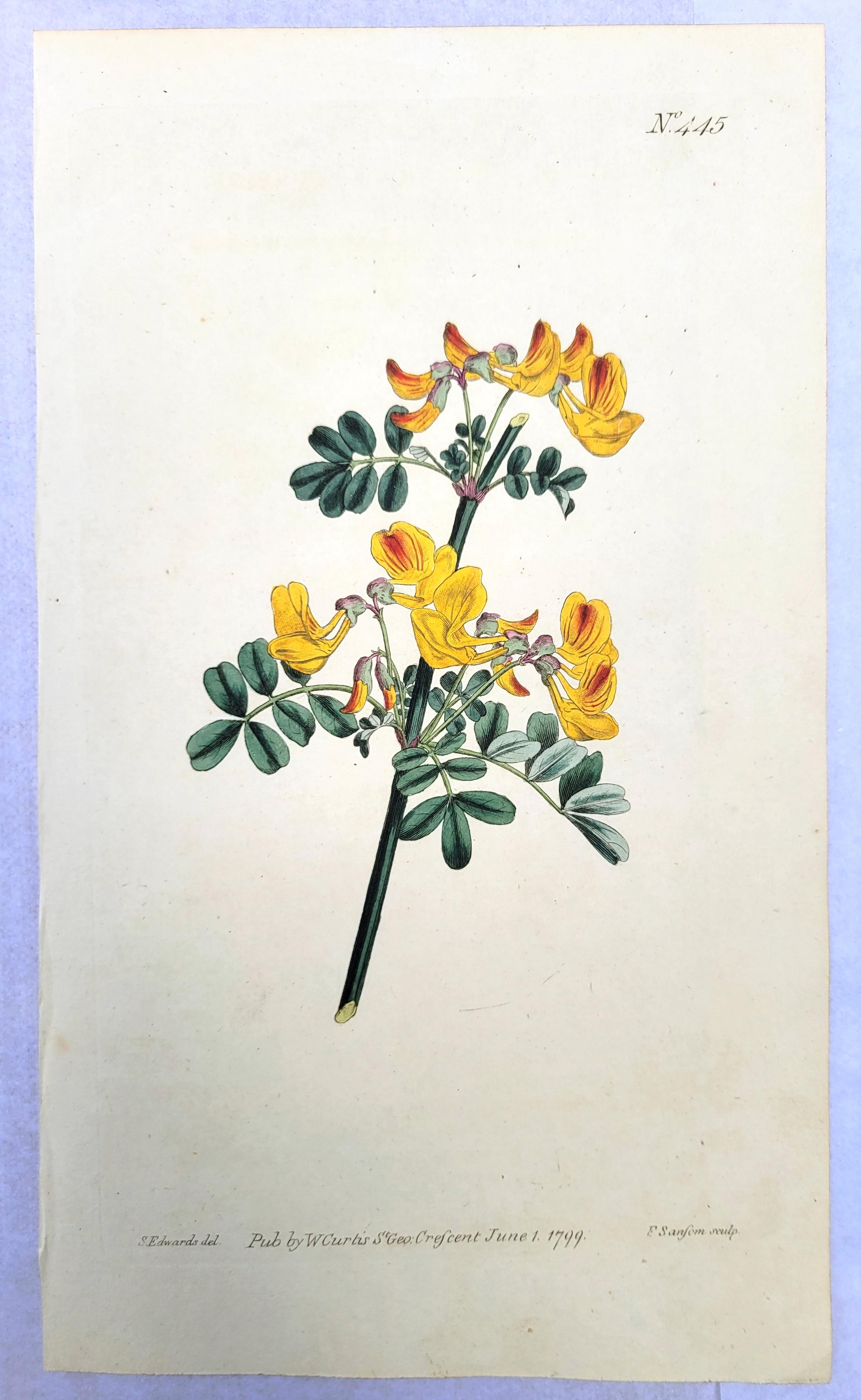 Set of Six Hand-Colored Engravings from Curtis's Botanical Magazine /// Botany For Sale 4