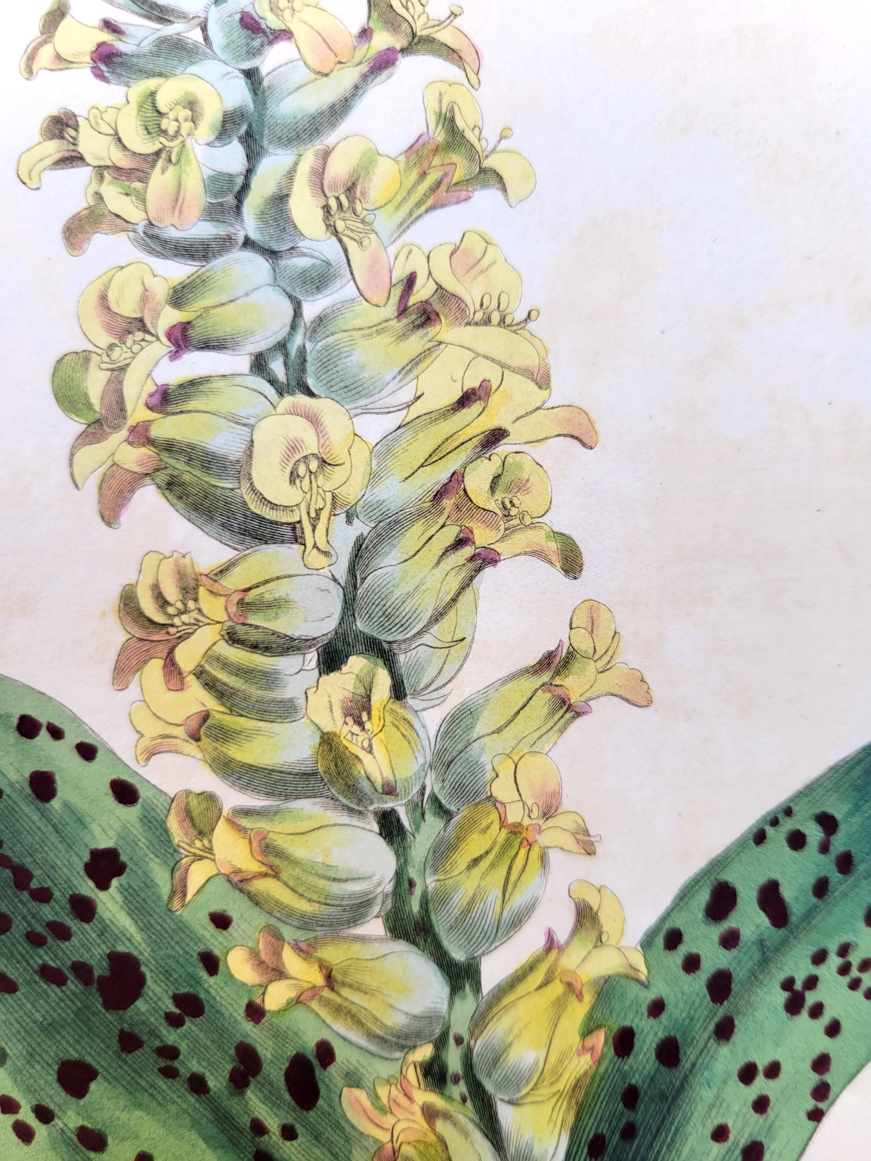 Set of Six Hand-Colored Engravings from Curtis's Botanical Magazine /// Botany For Sale 4