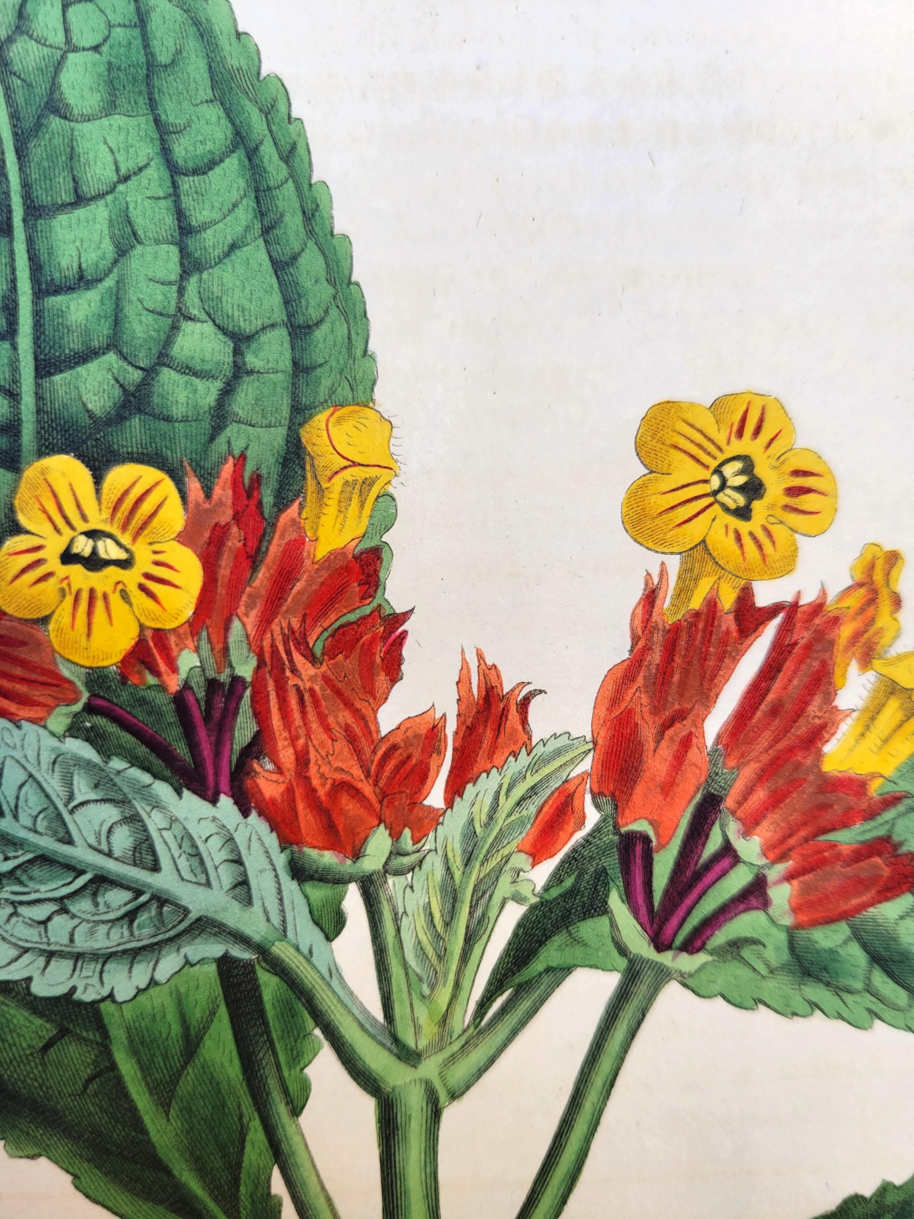 Ensemble de six gravures colorées à la main du magazine botanique de Curtis /// Botany en vente 4