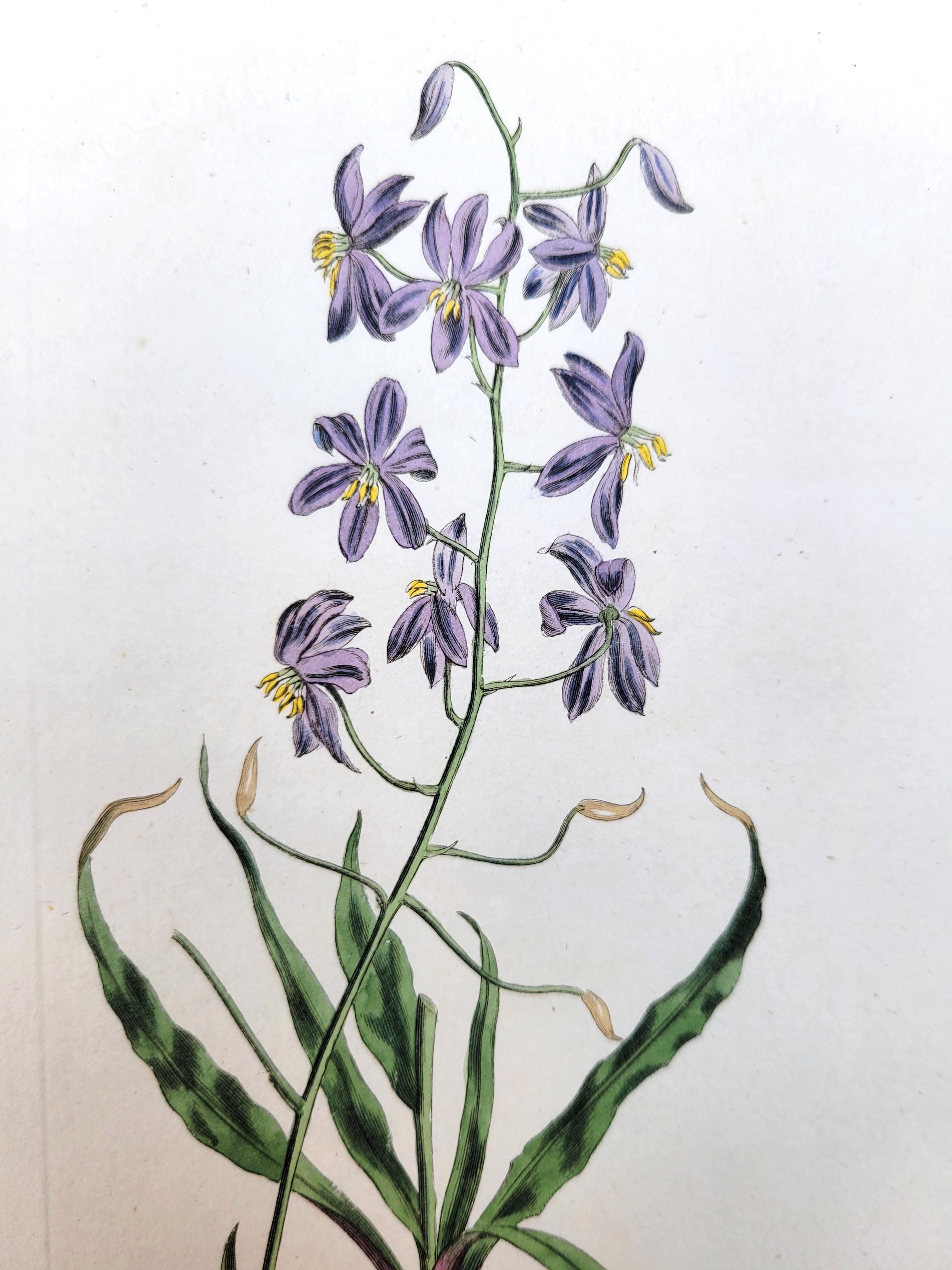 Set von sechs handkolorierten Gravuren aus Curtis' botanis Magazine /// Botany im Angebot 4