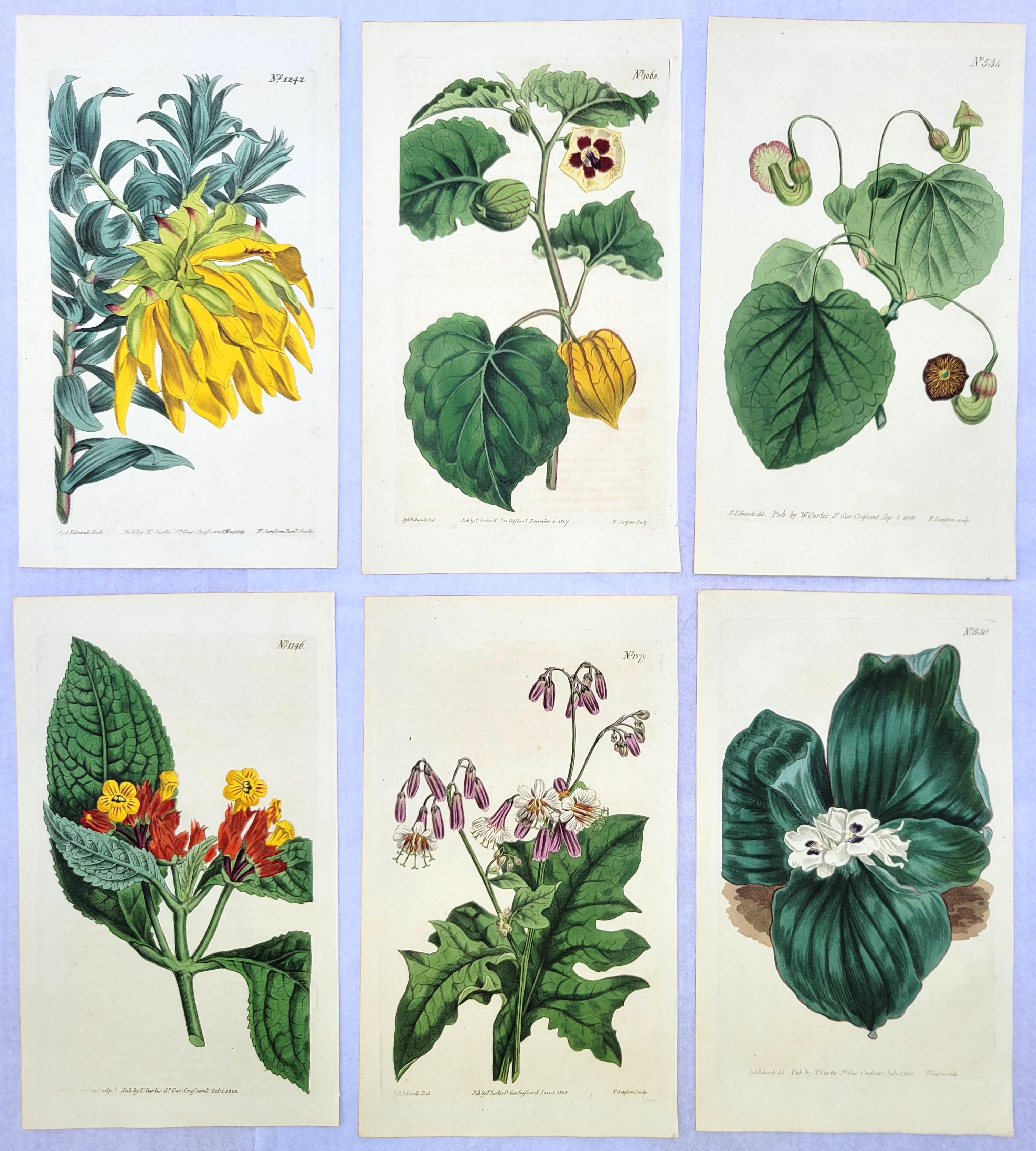 Still-Life Print William Curtis - Ensemble de six gravures colorées à la main du magazine botanique de Curtis /// Botany