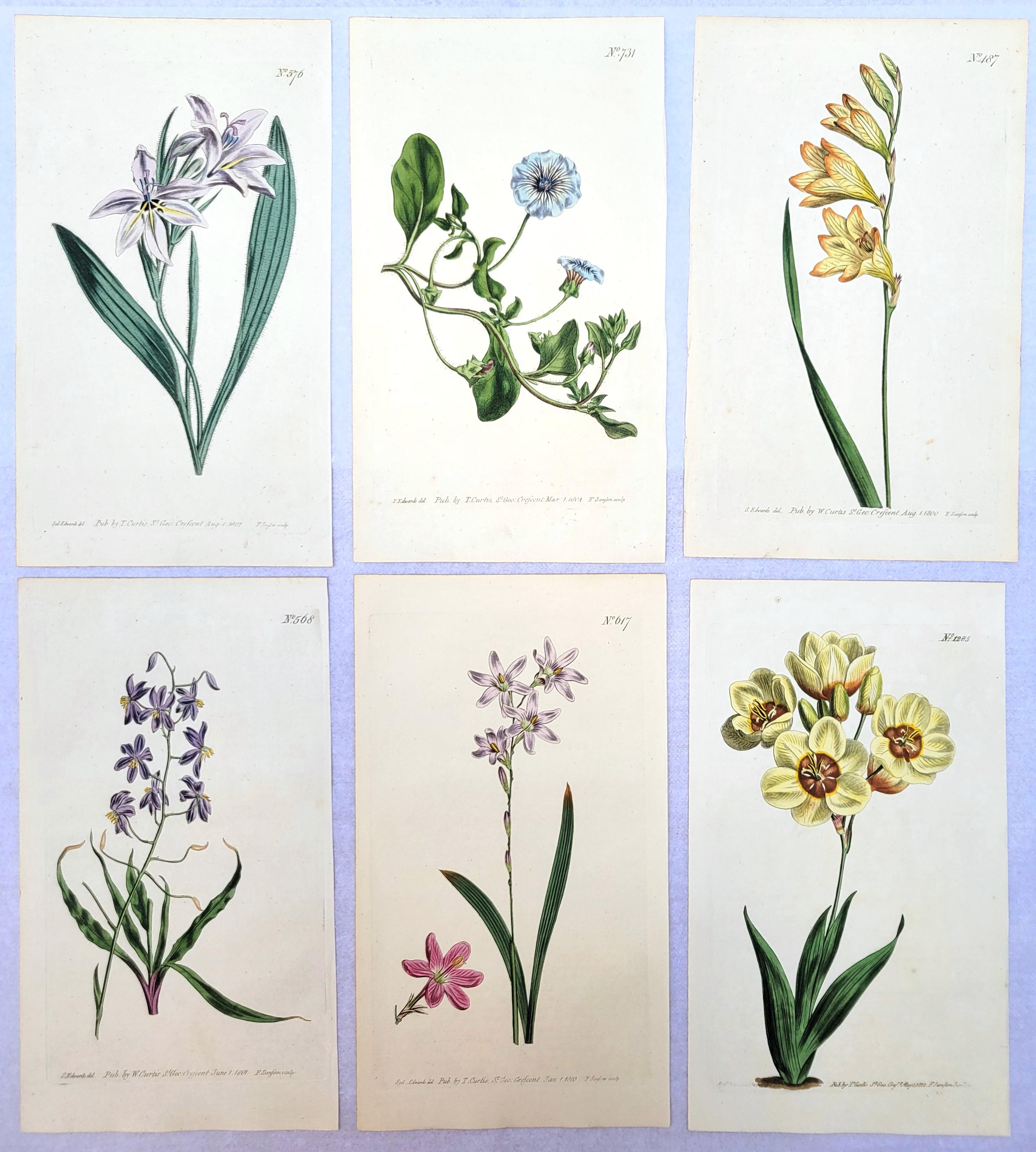 Ensemble de six gravures colorées à la main du magazine botanique de Curtis /// Botany