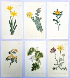 Set of Six Hand-Colored Engravings from Curtis's Botanical Magazine /// Botany