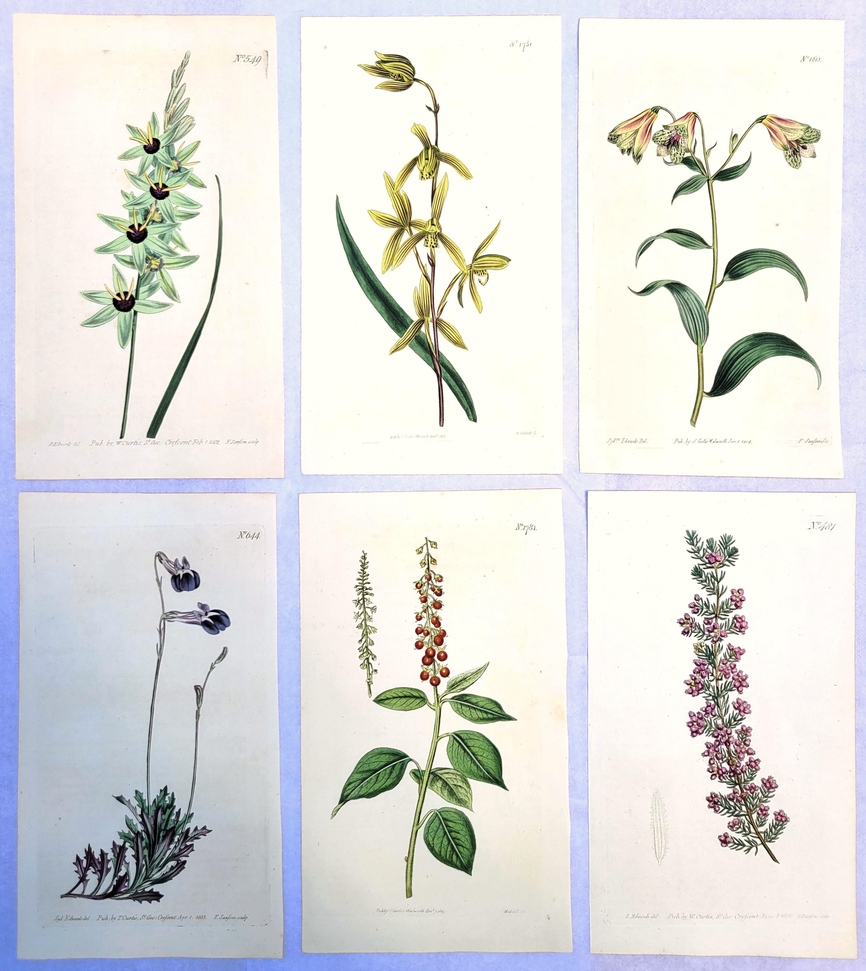 Ensemble de six gravures colorées à la main du magazine botanique de Curtis /// Botany