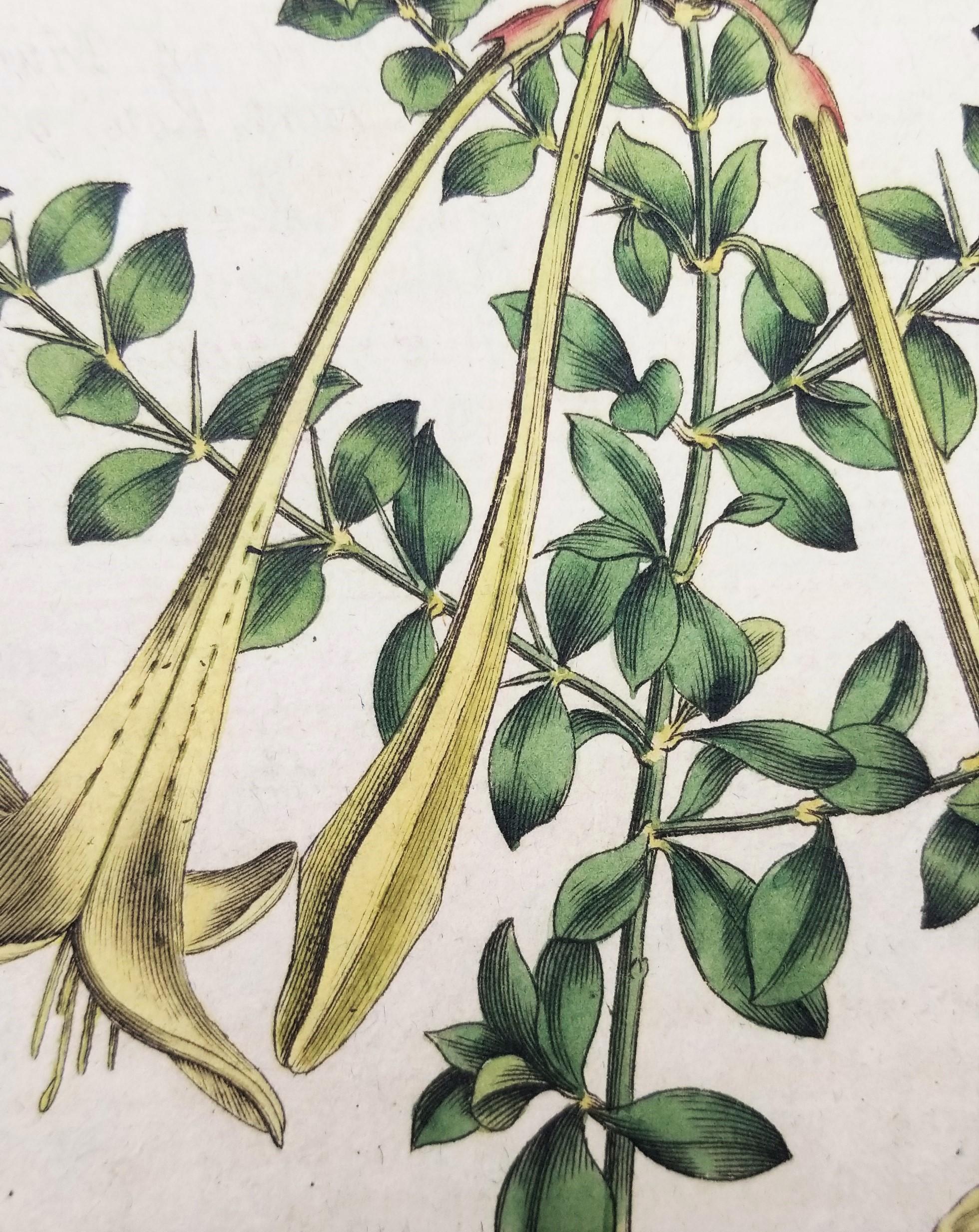 Set of Six Hand-Colored Engravings from Curtis's Botanical Magazine /// Botany  For Sale 5