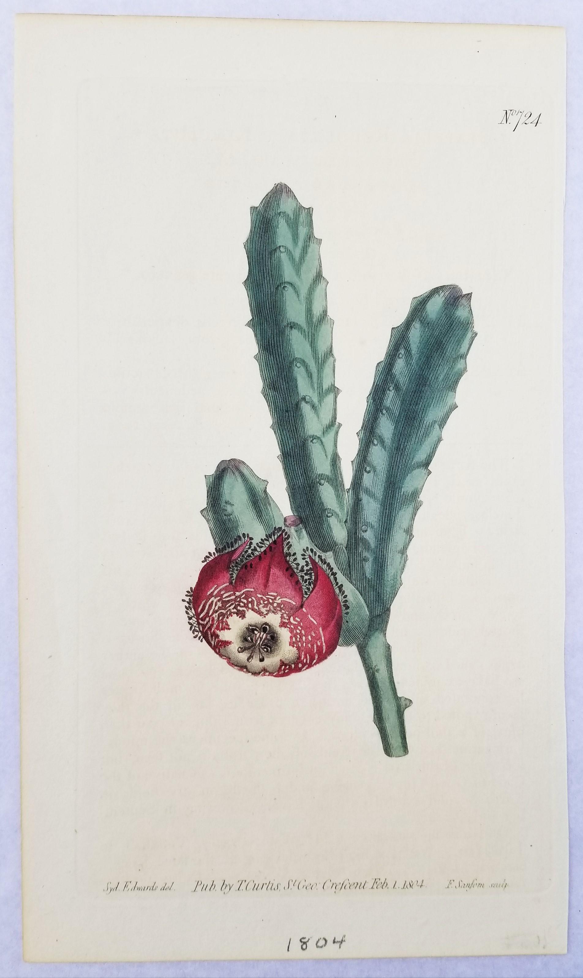 Set of Six Hand-Colored Engravings from Curtis's Botanical Magazine 5