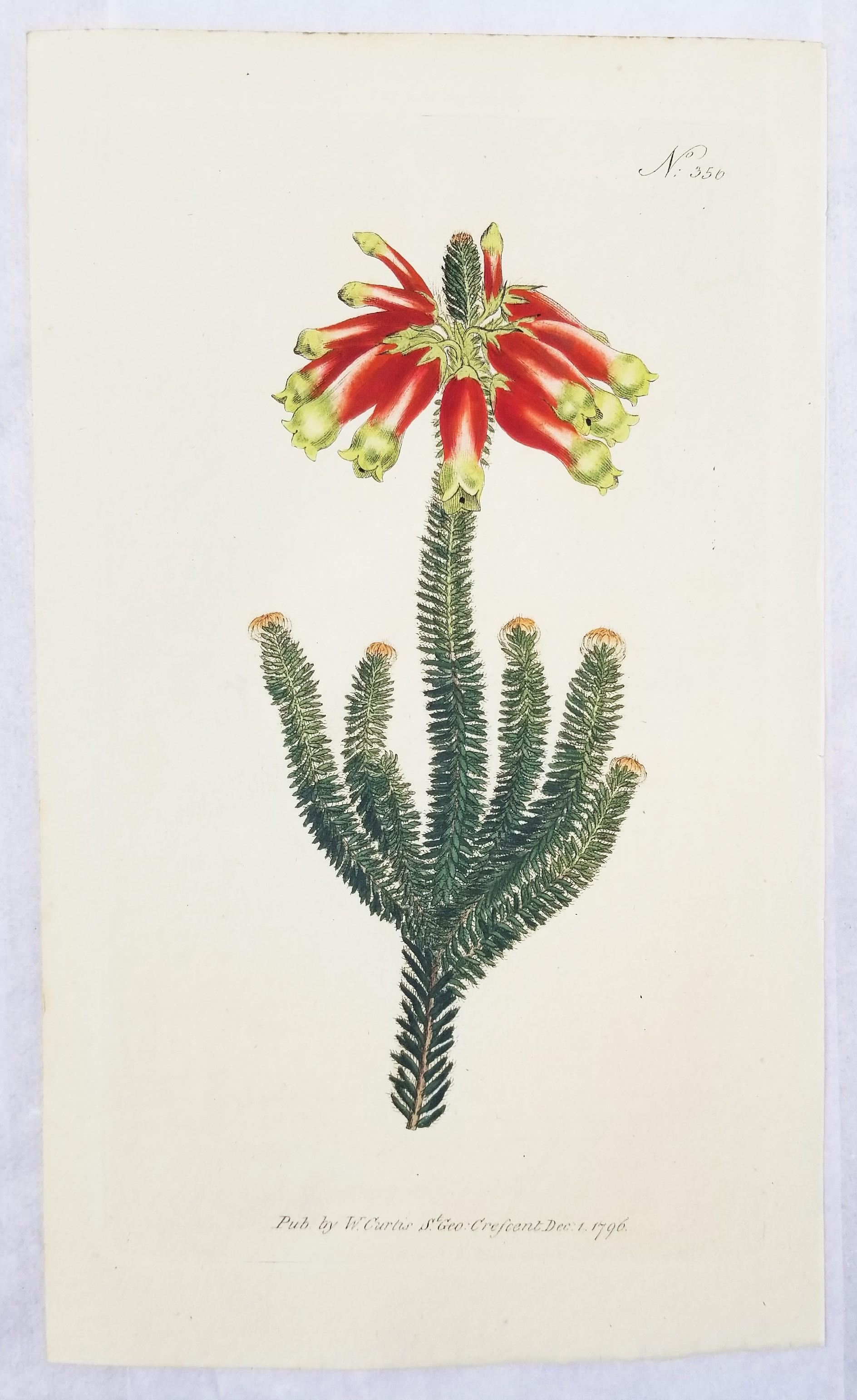Set of Six Hand-Colored Engravings from Curtis's Botanical Magazine /// Botany For Sale 6