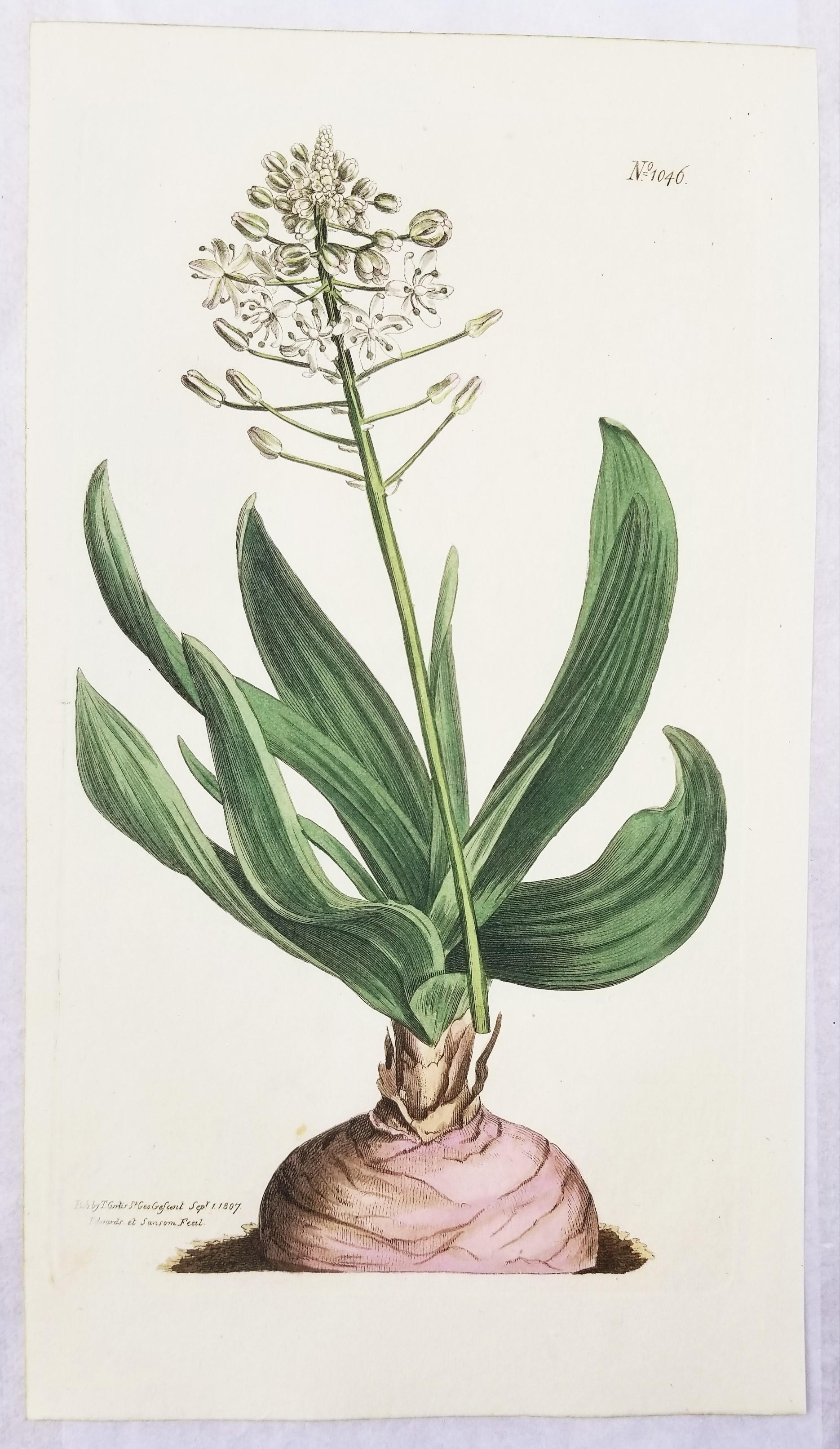 Set of Six Hand-Colored Engravings from Curtis's Botanical Magazine /// Botany  5