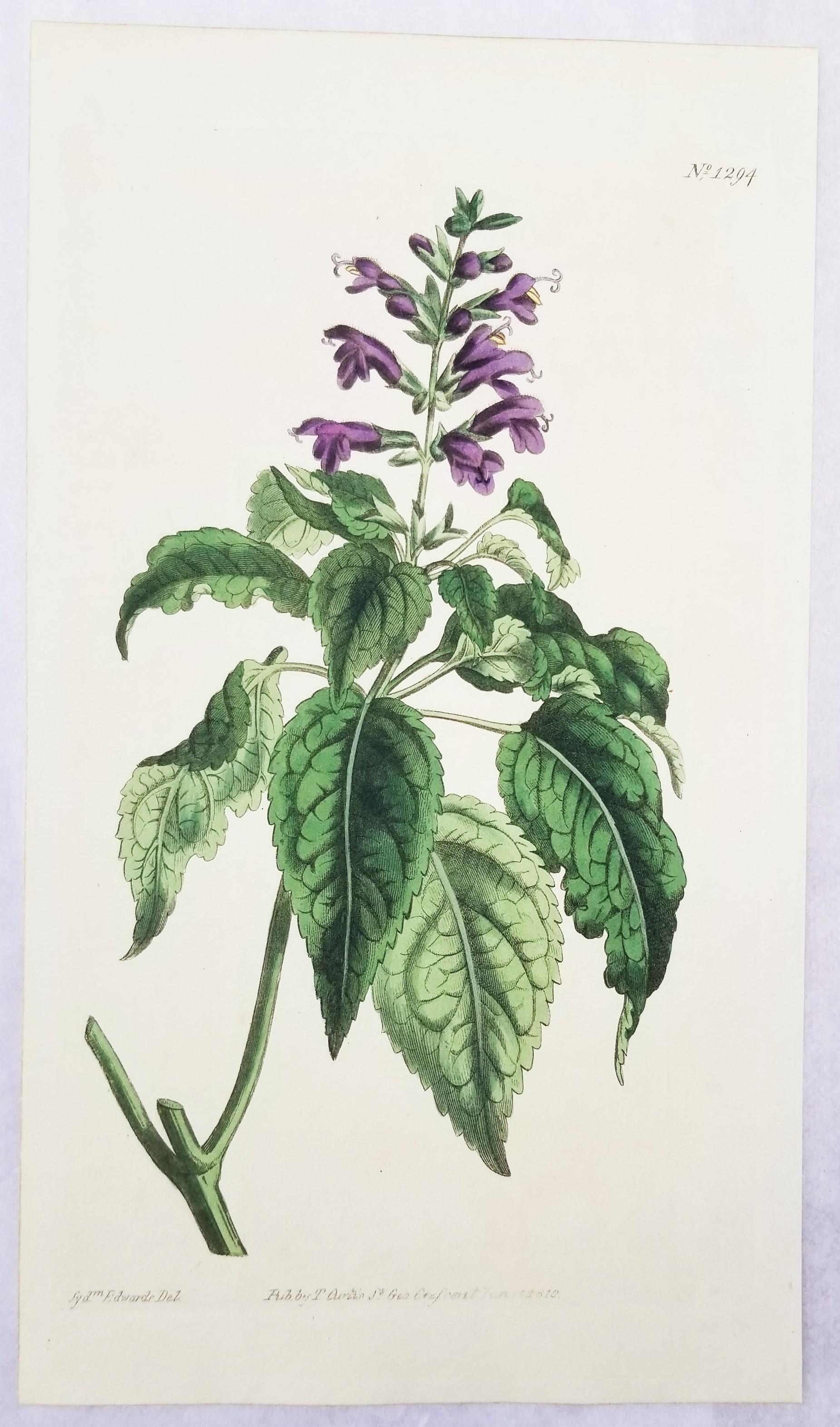 Ensemble de six gravures colorées à la main du magazine botanique de Curtis /// Botany  en vente 6