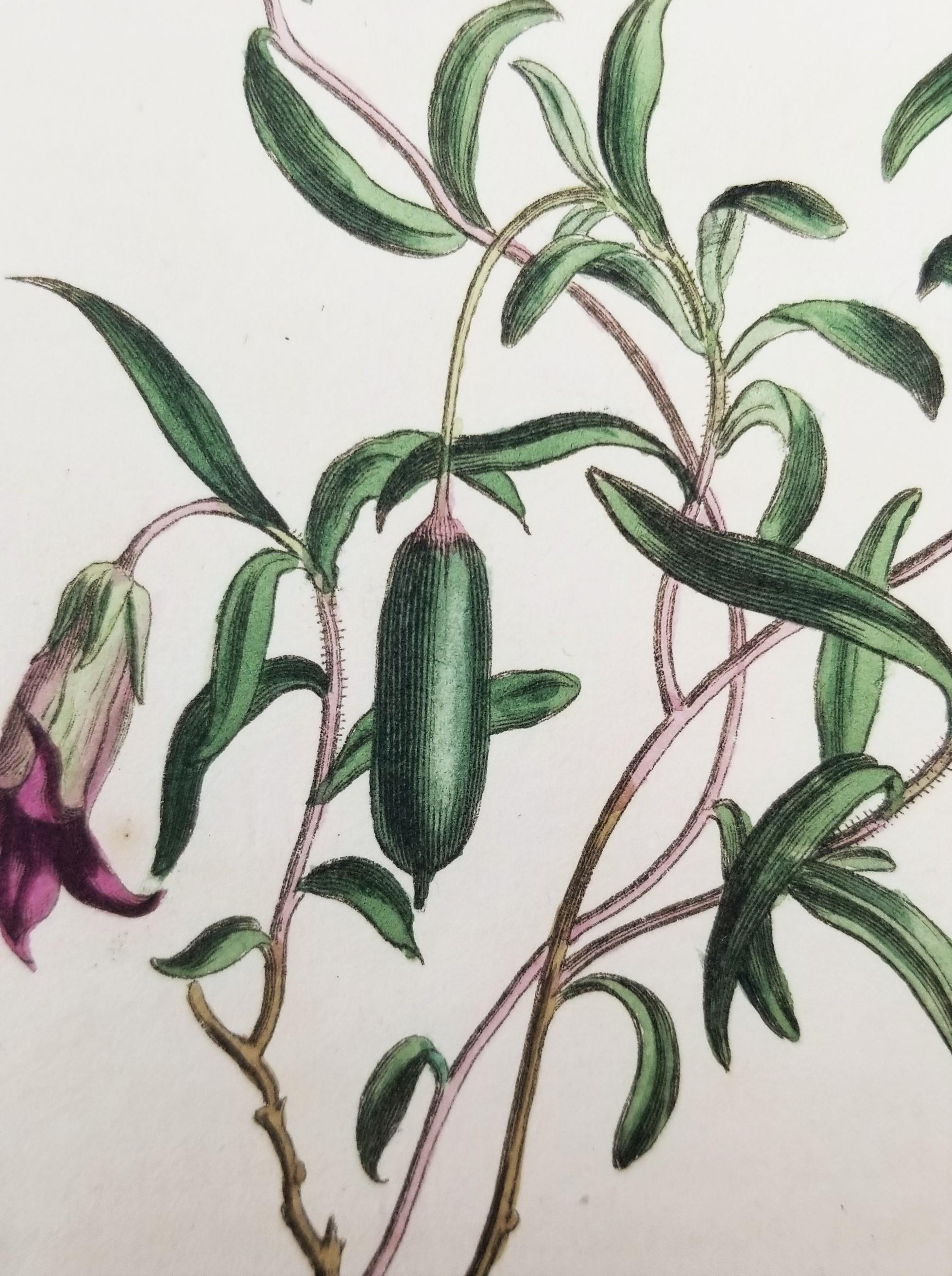 Set of Six Hand-Colored Engravings from Curtis's Botanical Magazine 7