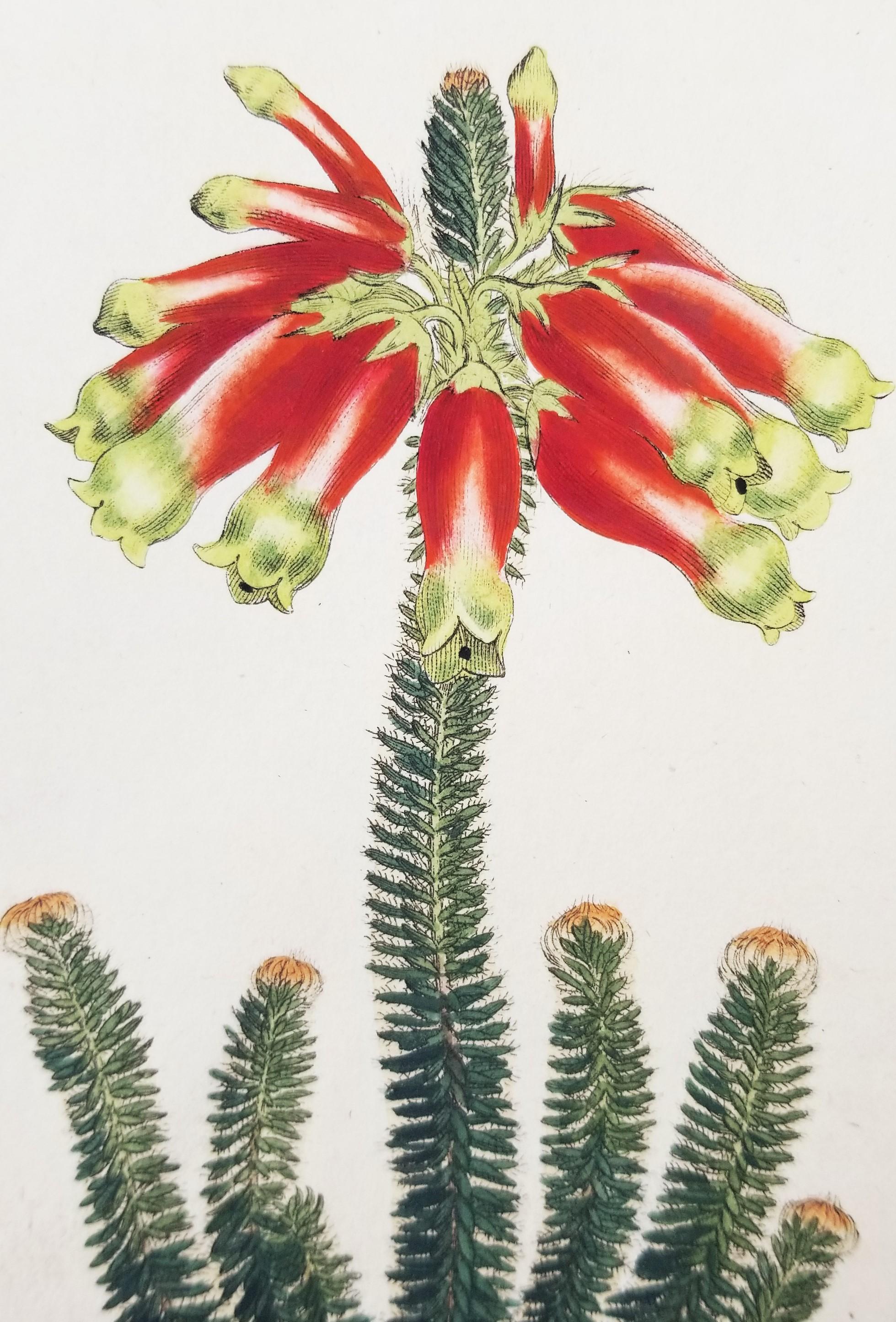 Set von sechs handkolorierten Gravuren aus Curtis' botanis Magazine /// Botany im Angebot 7