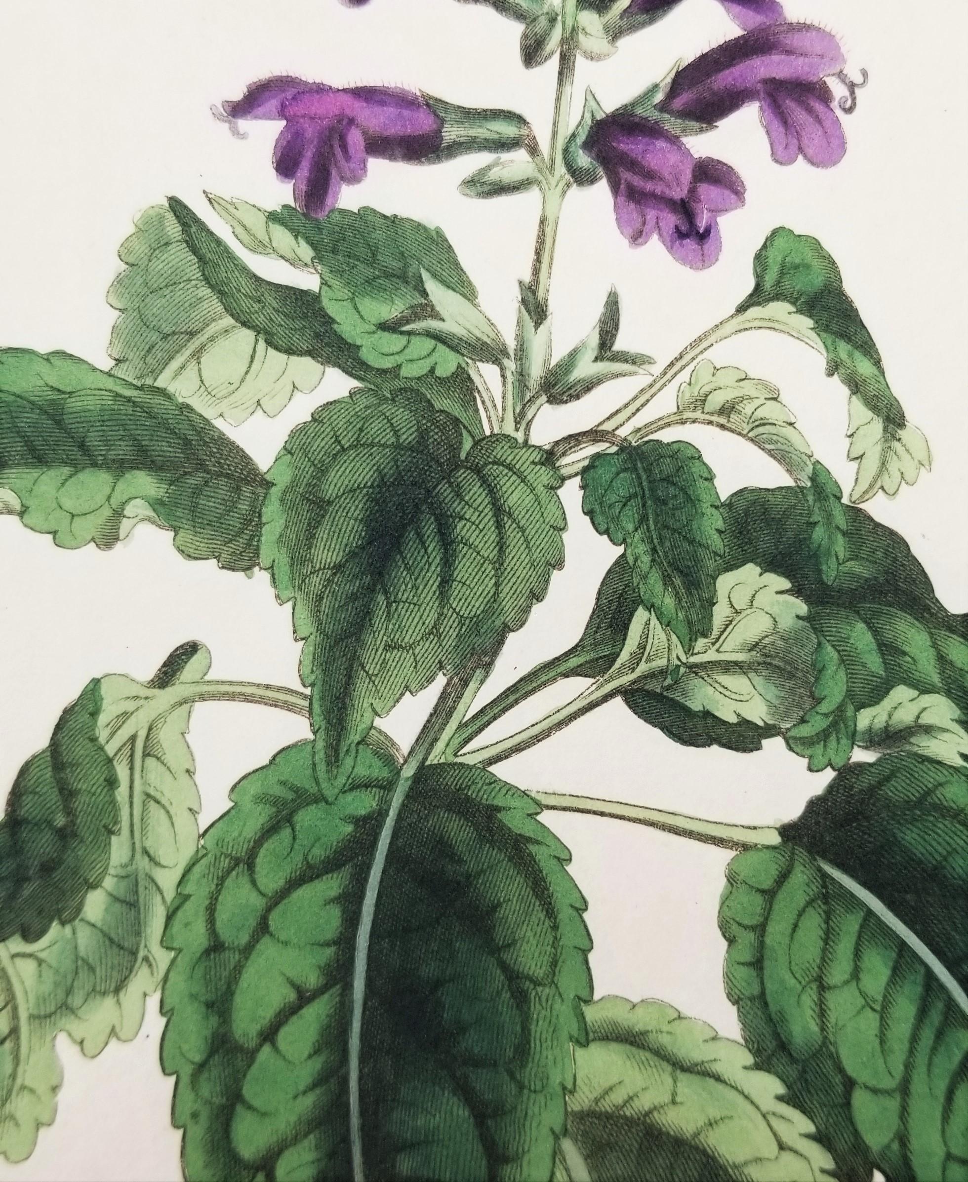Set von sechs handkolorierten Gravuren aus Curtis' botanis Magazine /// Botany  im Angebot 7