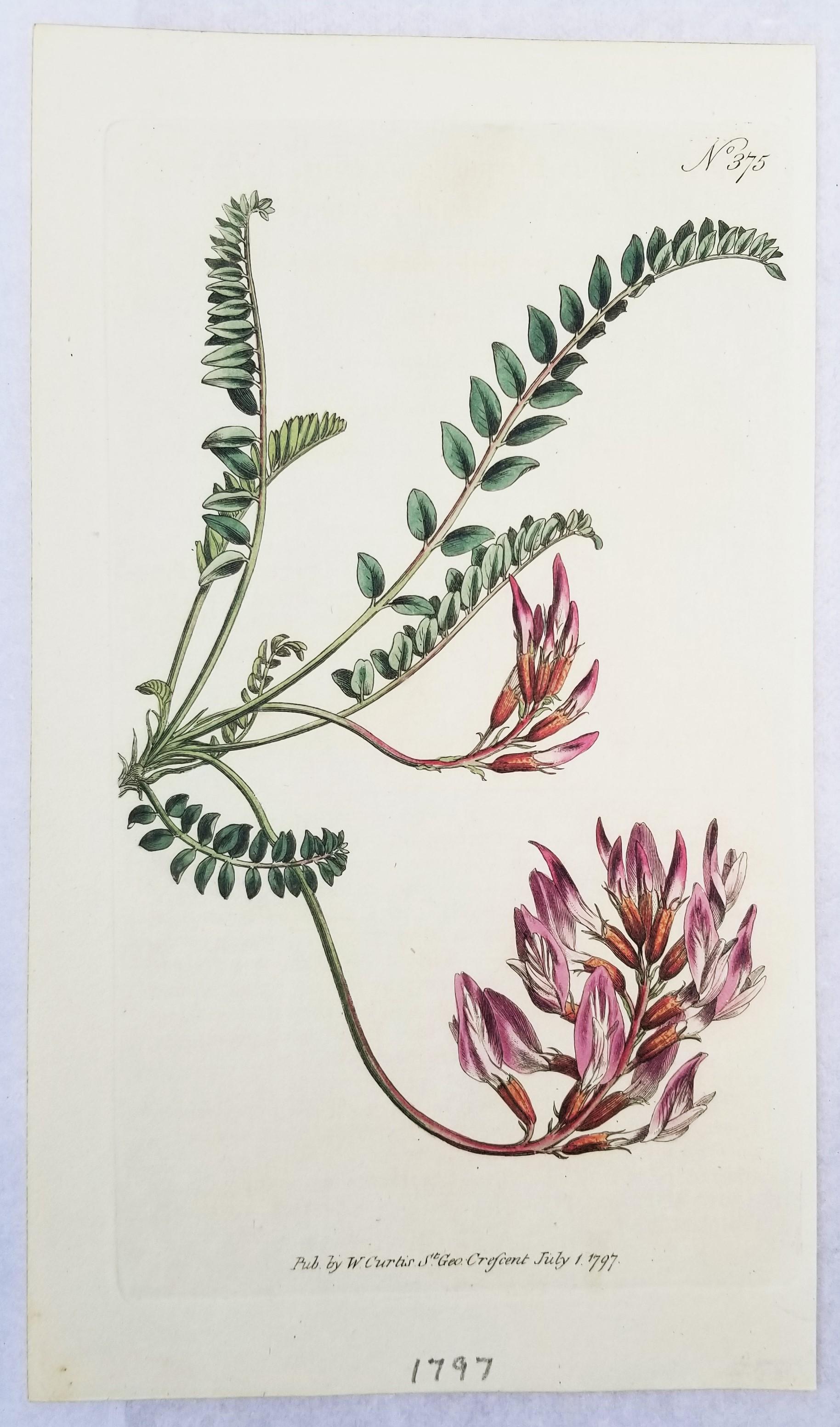 Set of Six Hand-Colored Engravings from Curtis's Botanical Magazine 8