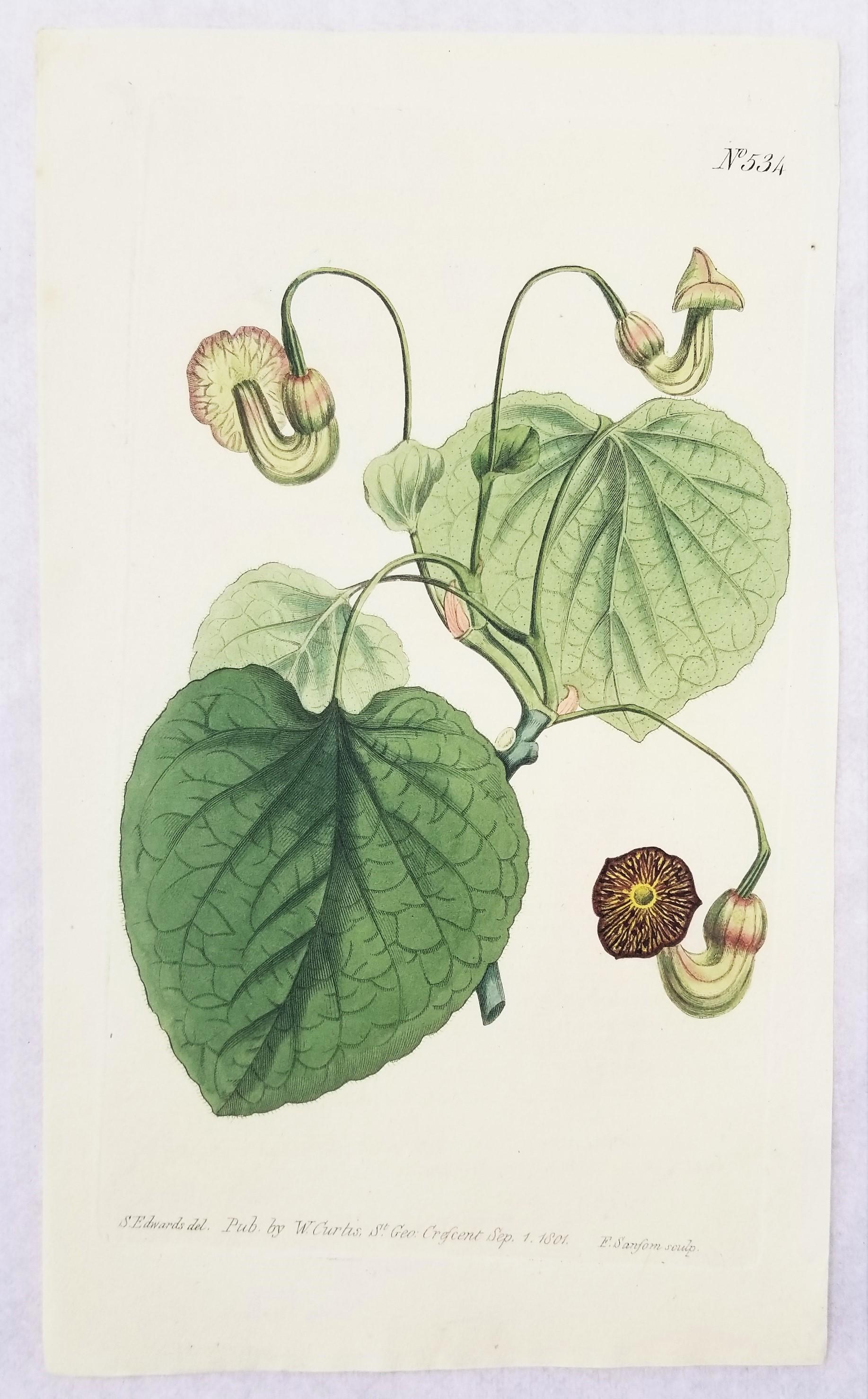 Set of Six Hand-Colored Engravings from Curtis's Botanical Magazine /// Botany For Sale 8