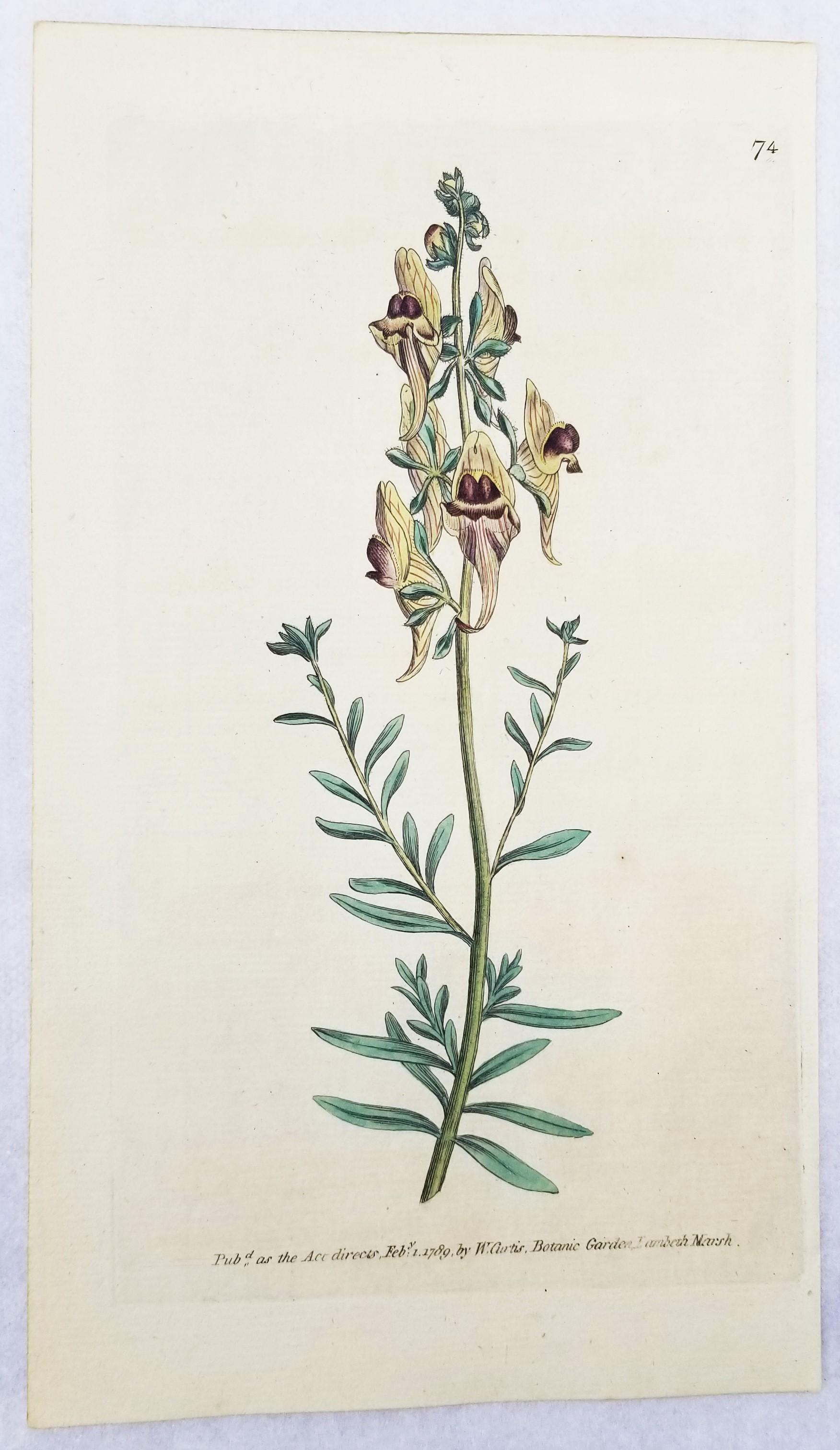 Set of Six Hand-Colored Engravings from Curtis's Botanical Magazine /// Botany  For Sale 8
