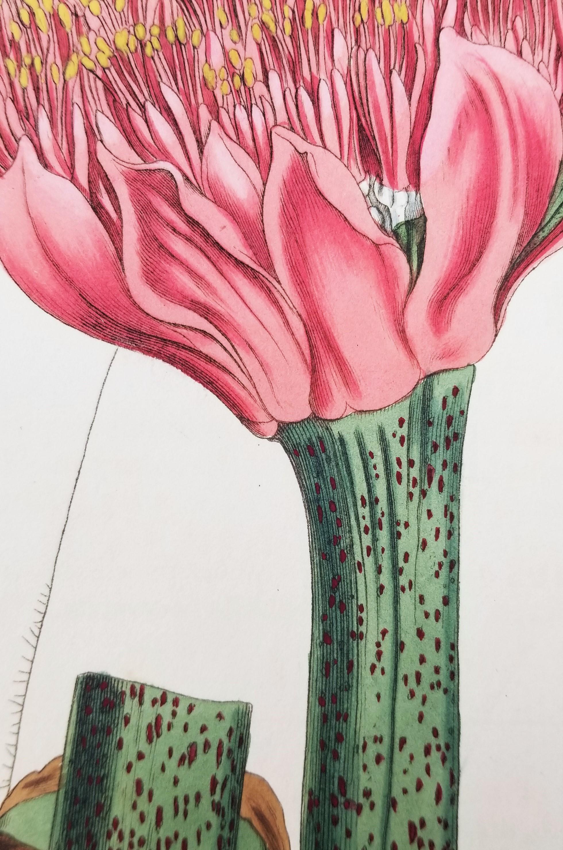 Set of Six Hand-Colored Engravings from Curtis's Botanical Magazine 8