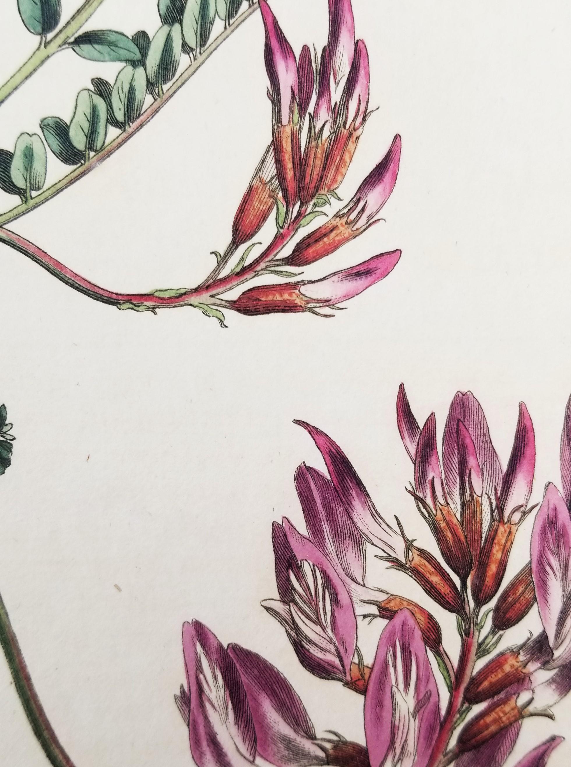 Set of Six Hand-Colored Engravings from Curtis's Botanical Magazine 9