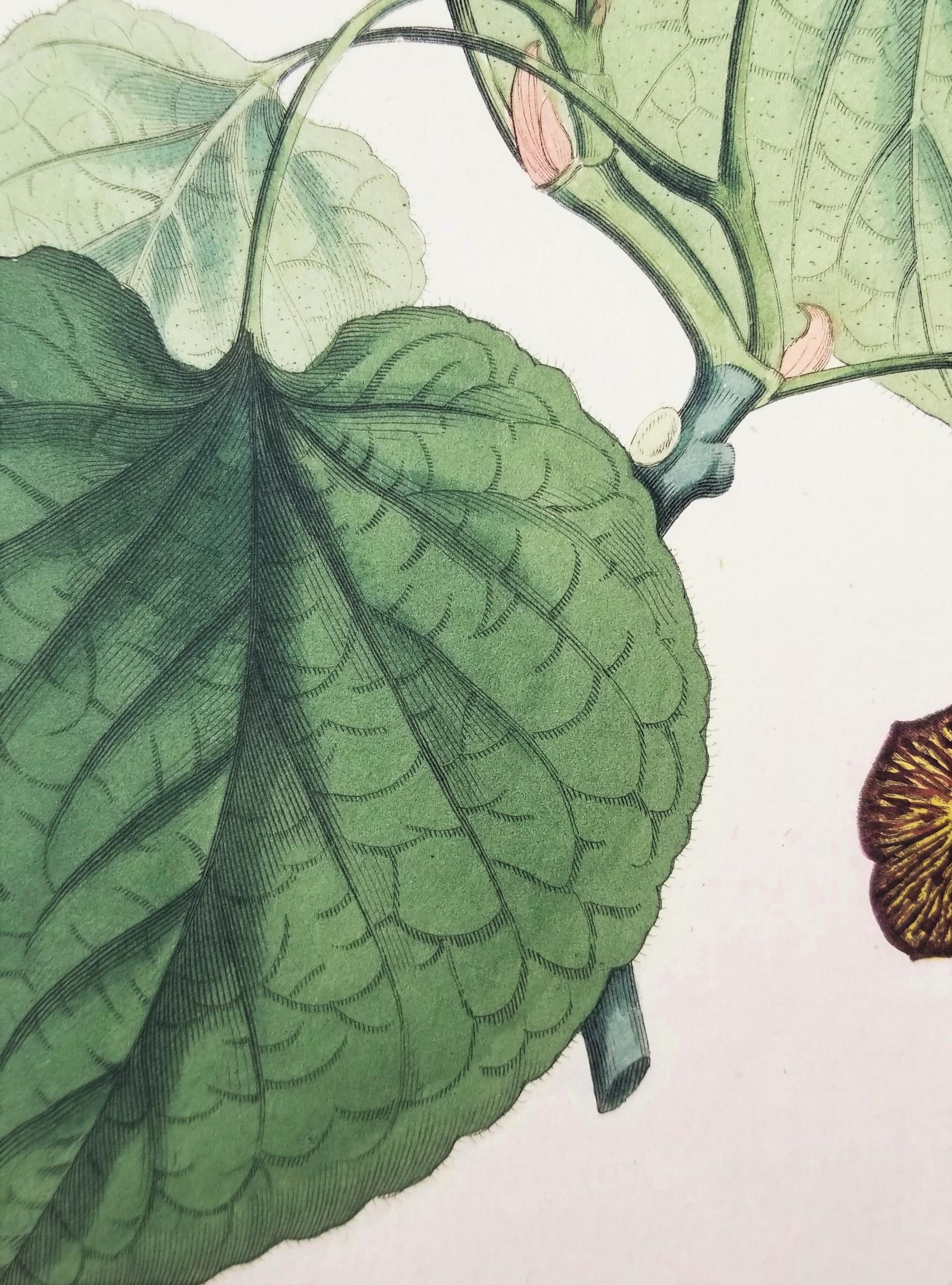 Set von sechs handkolorierten Gravuren aus Curtis' botanis Magazine /// Botany im Angebot 9