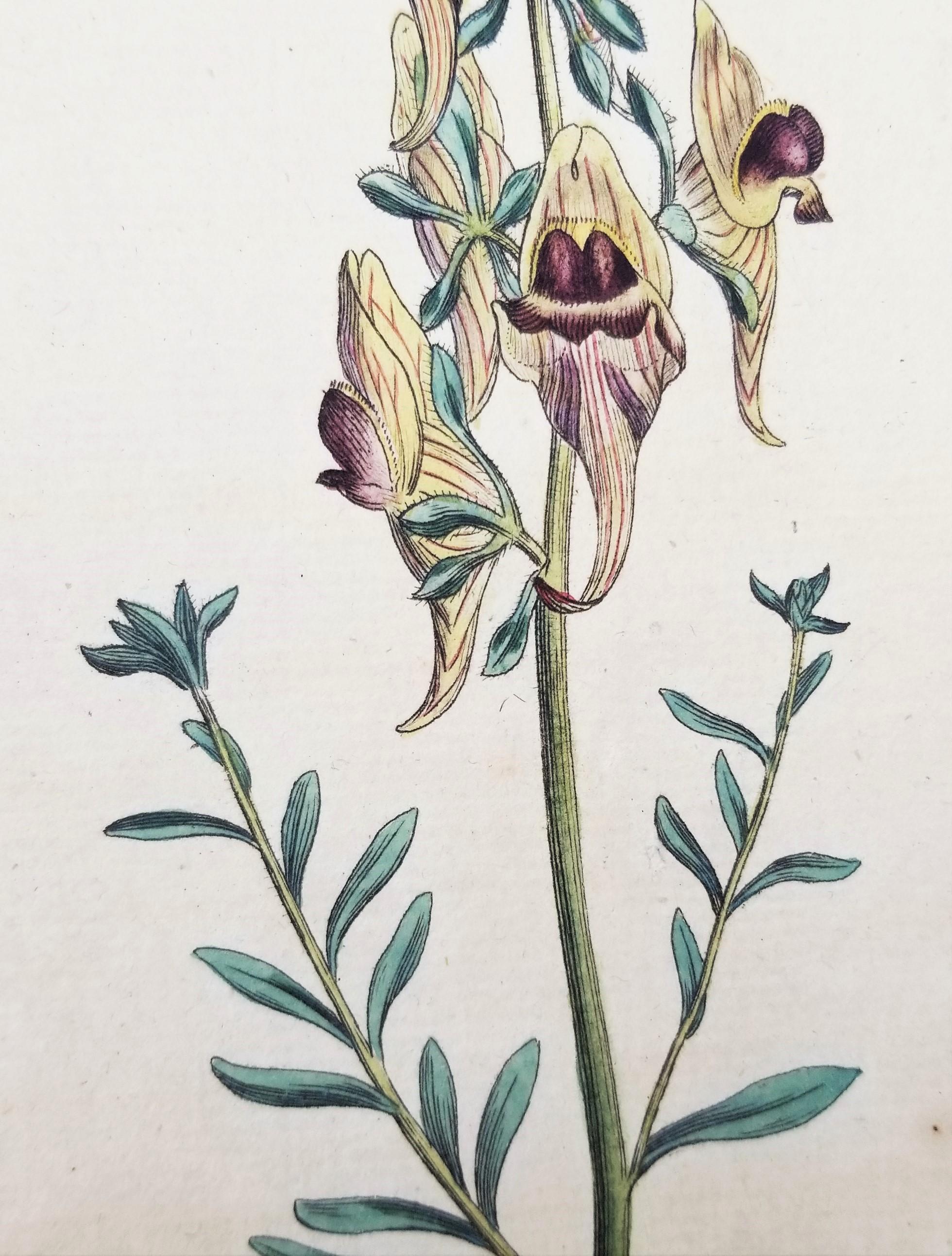 Set of Six Hand-Colored Engravings from Curtis's Botanical Magazine /// Botany  For Sale 9
