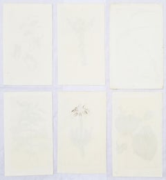 Ensemble de six gravures colorées à la main du magazine botanique de Curtis /// Botany